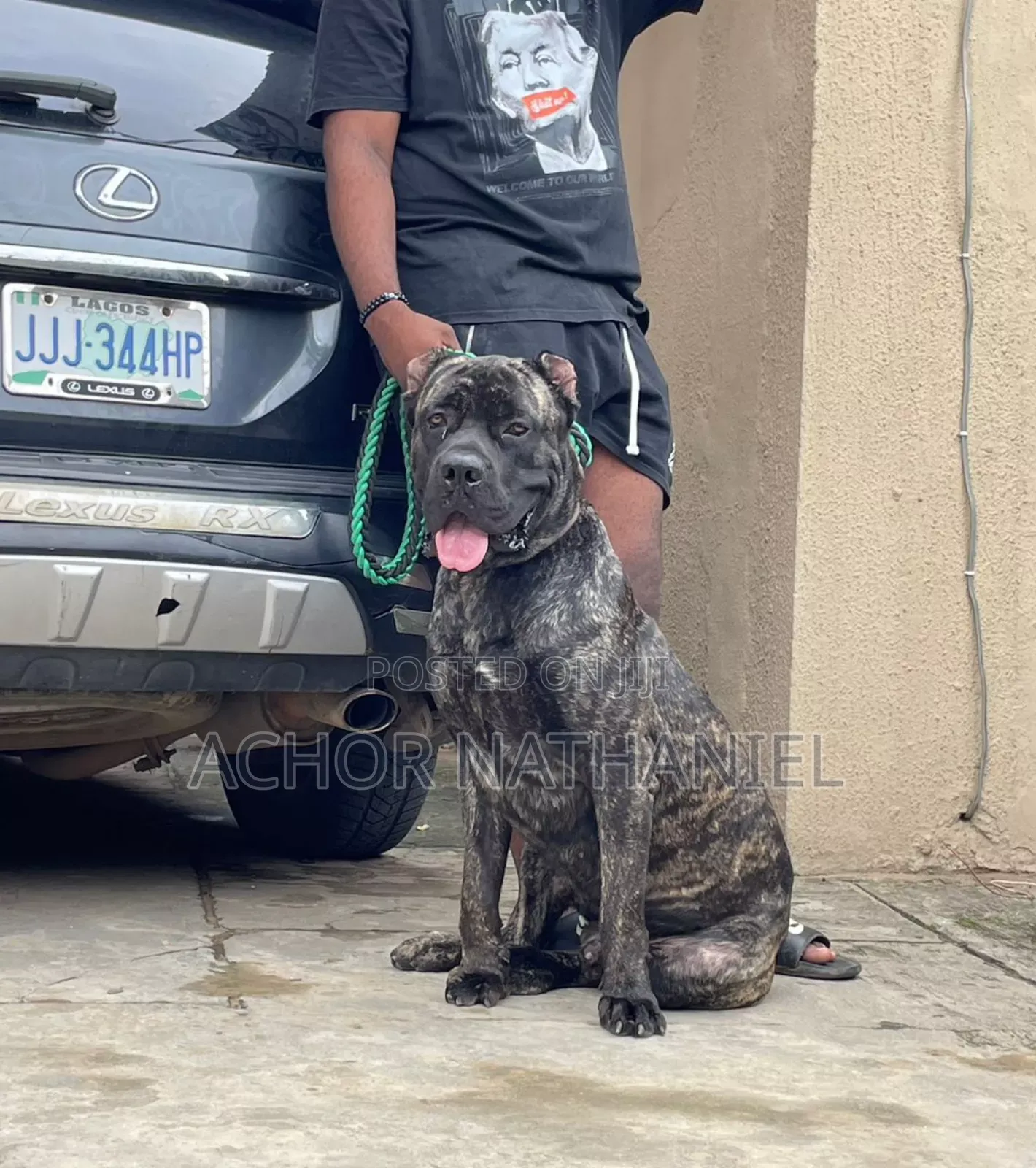 1+ year Male Purebred Cane Corso