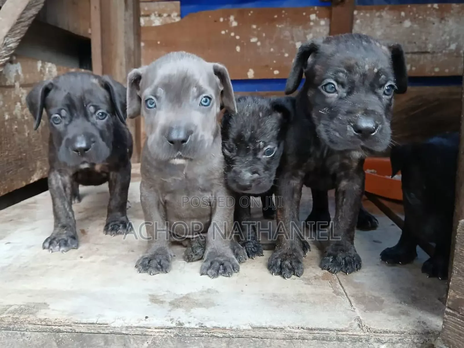 1-3 months Female Purebred Cane Corso