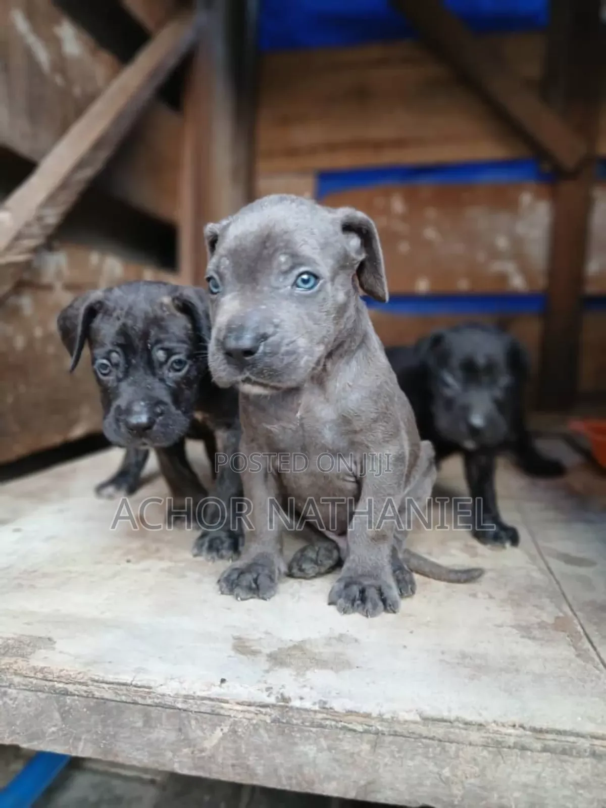 1-3 months Female Purebred Cane Corso