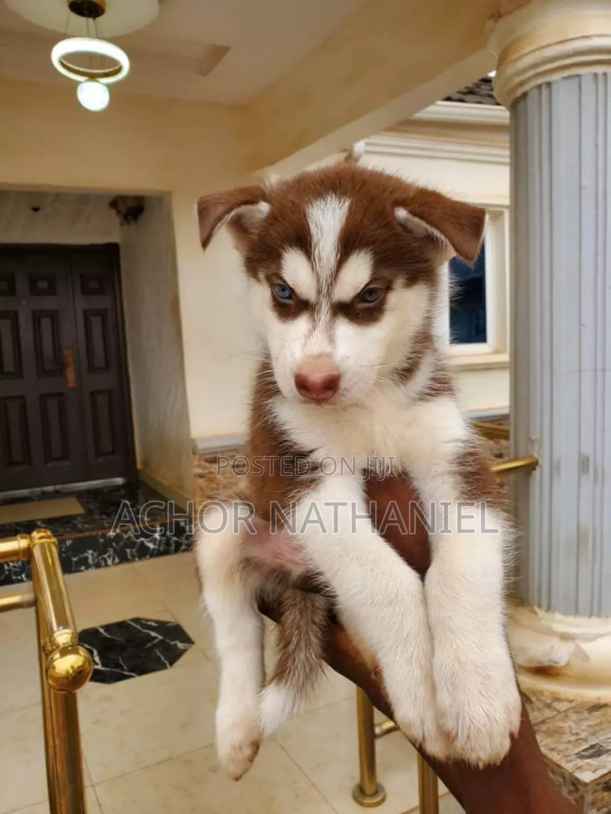1-3 months Female Purebred Siberian Husky