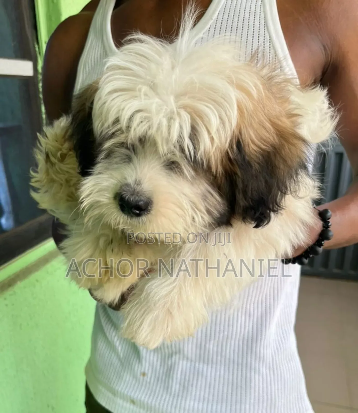 1-3 months Male Purebred Lhasa Apso