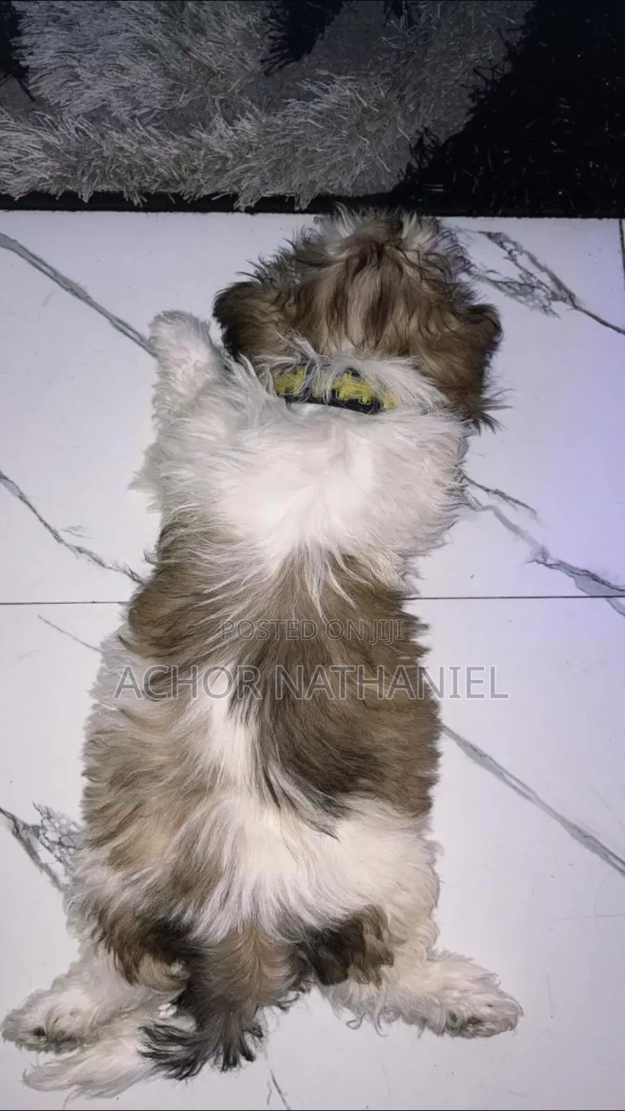 1-3 months Male Purebred Lhasa Apso