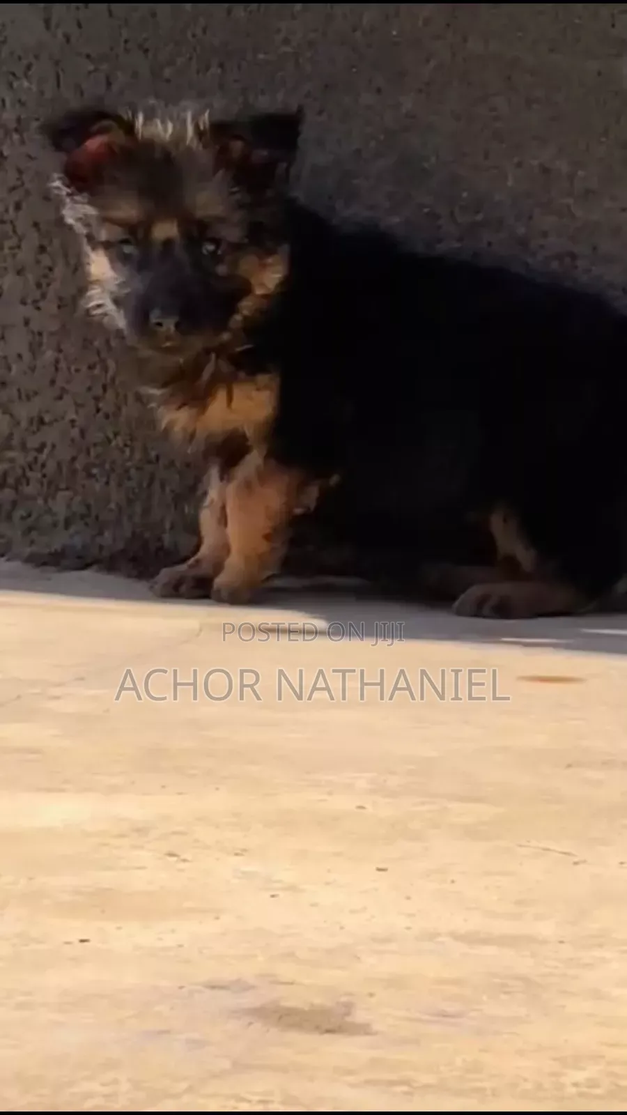 1-3 months Female Purebred German Shepherd
