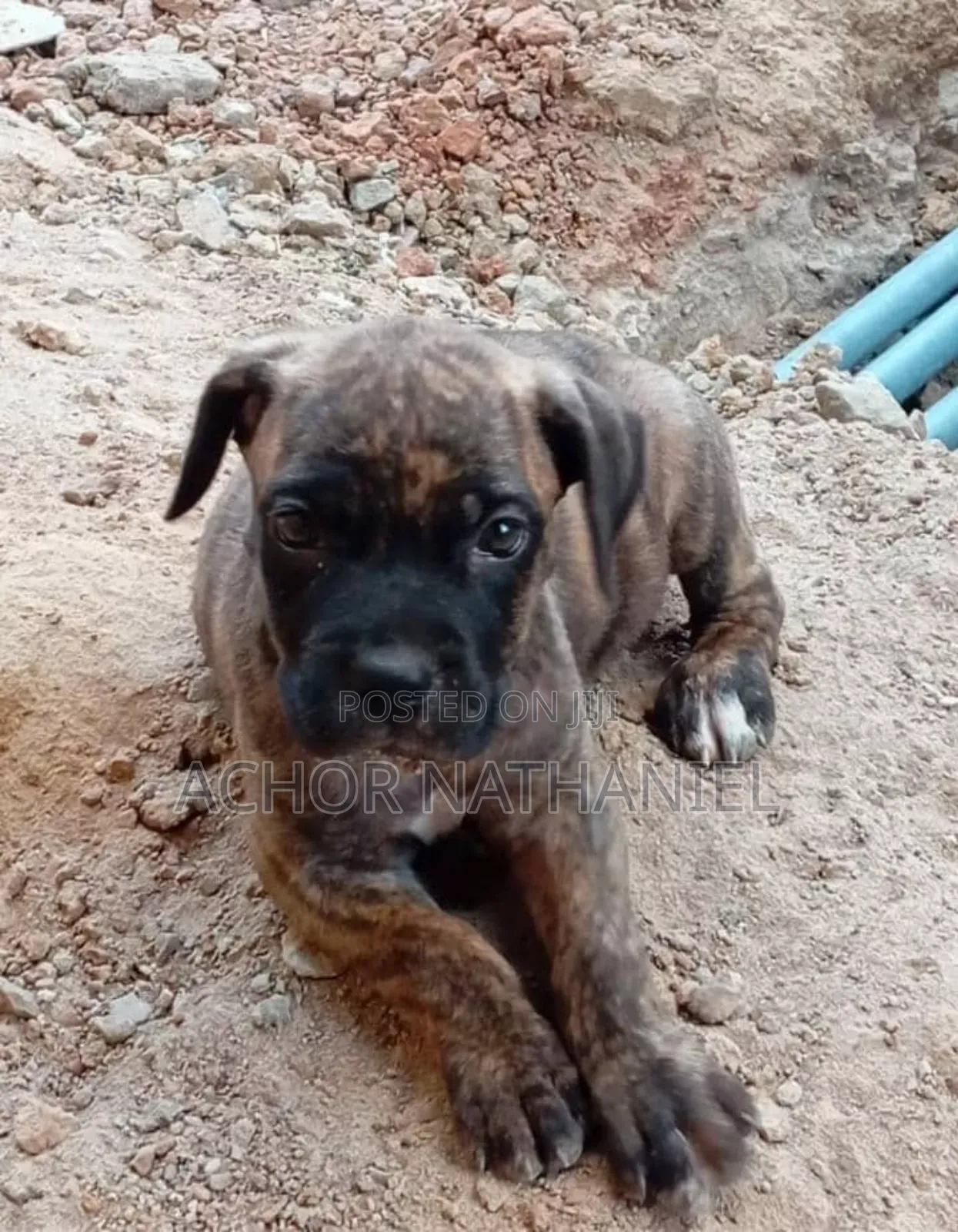 1-3 months Male Purebred Boerboel