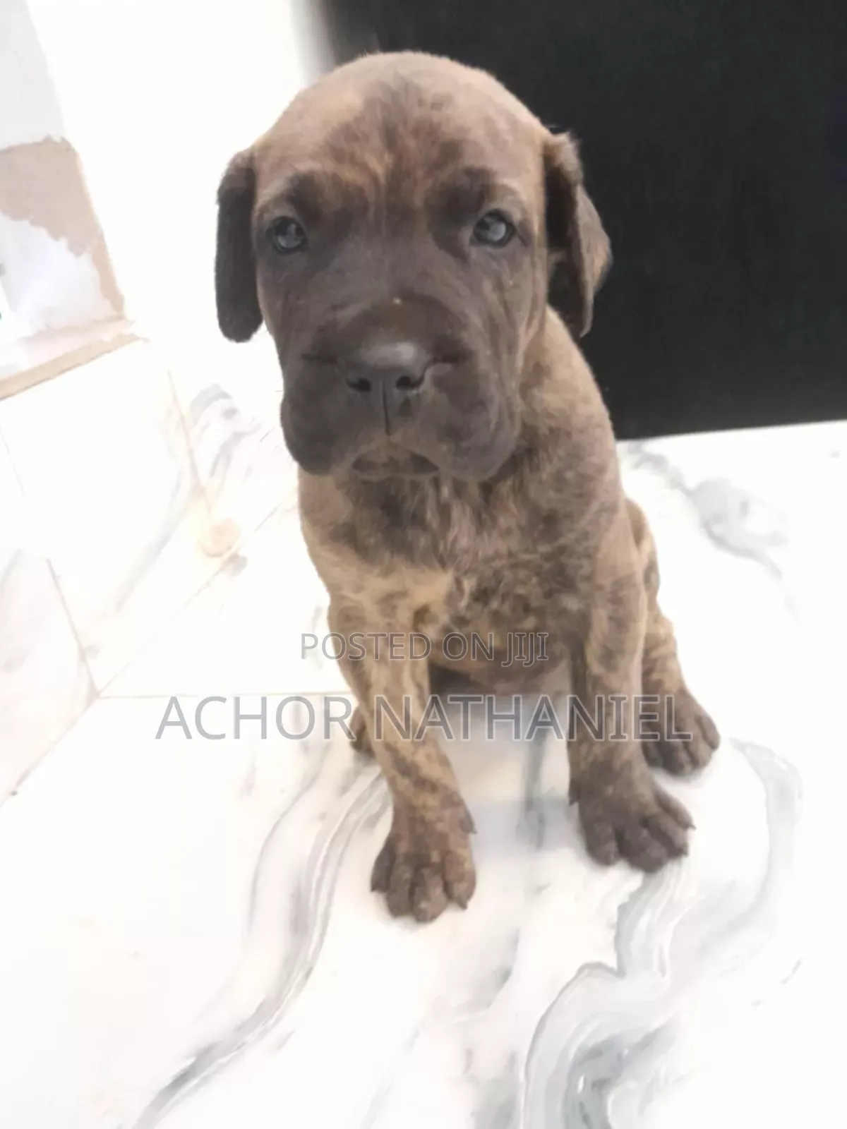 1-3 months Male Purebred Boerboel