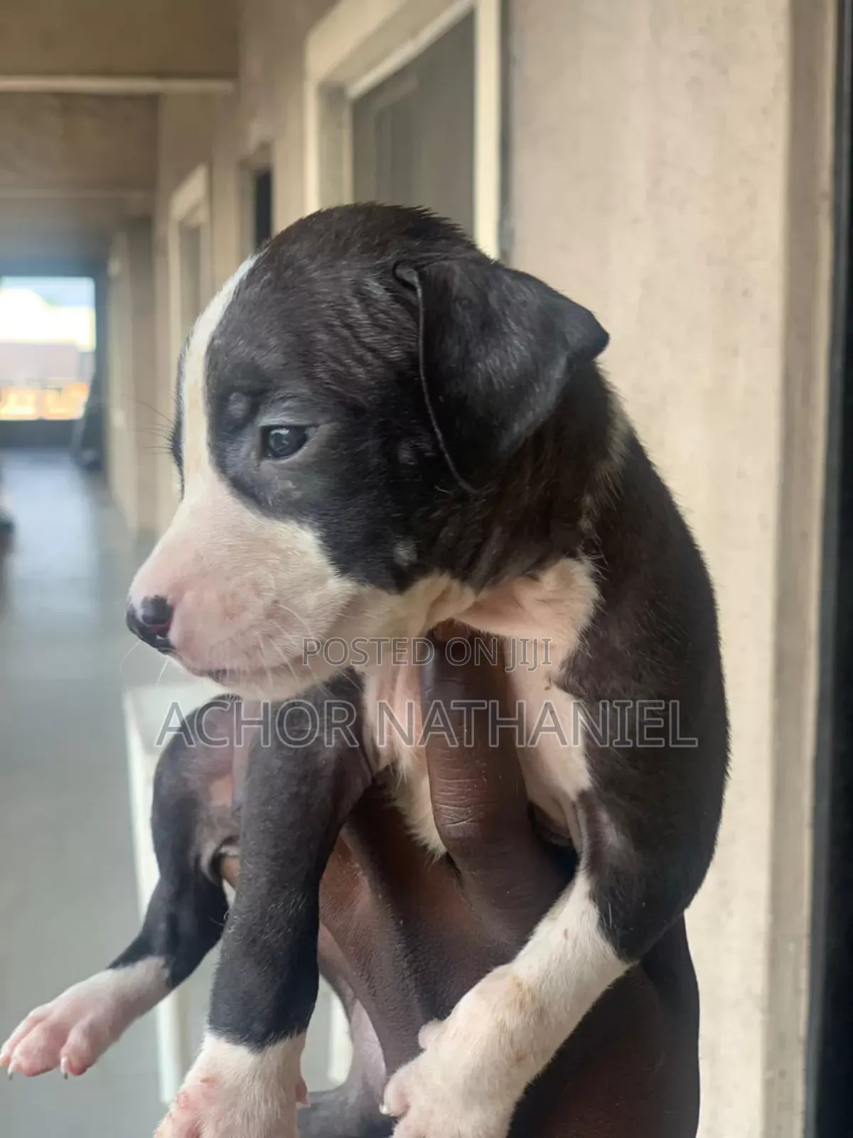 1-3 months Male Purebred American Pit Bull Terrier