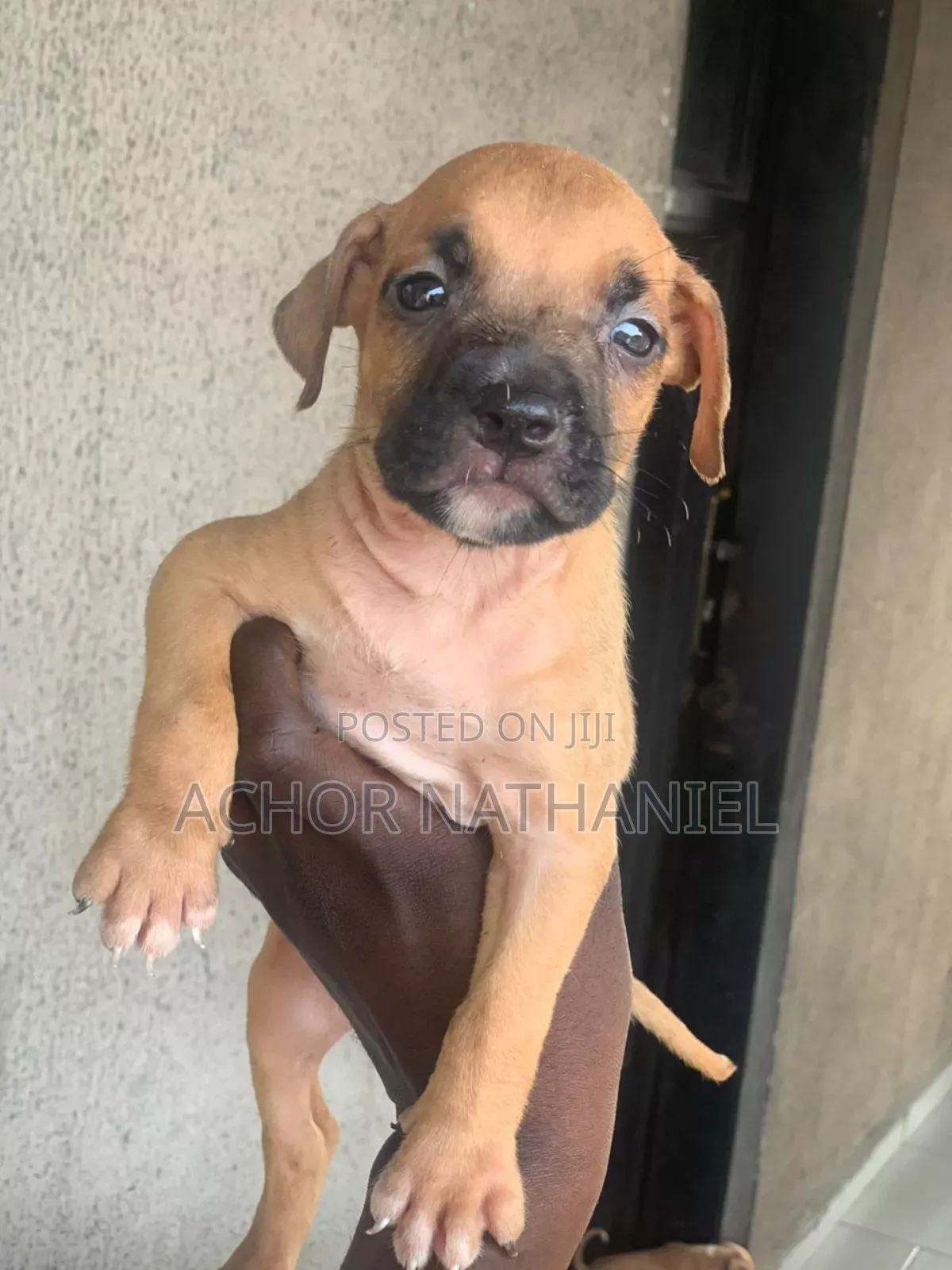 1-3 months Male Purebred American Pit Bull Terrier