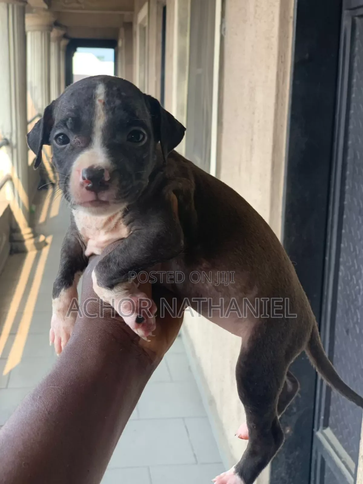 1-3 months Male Purebred American Pit Bull Terrier