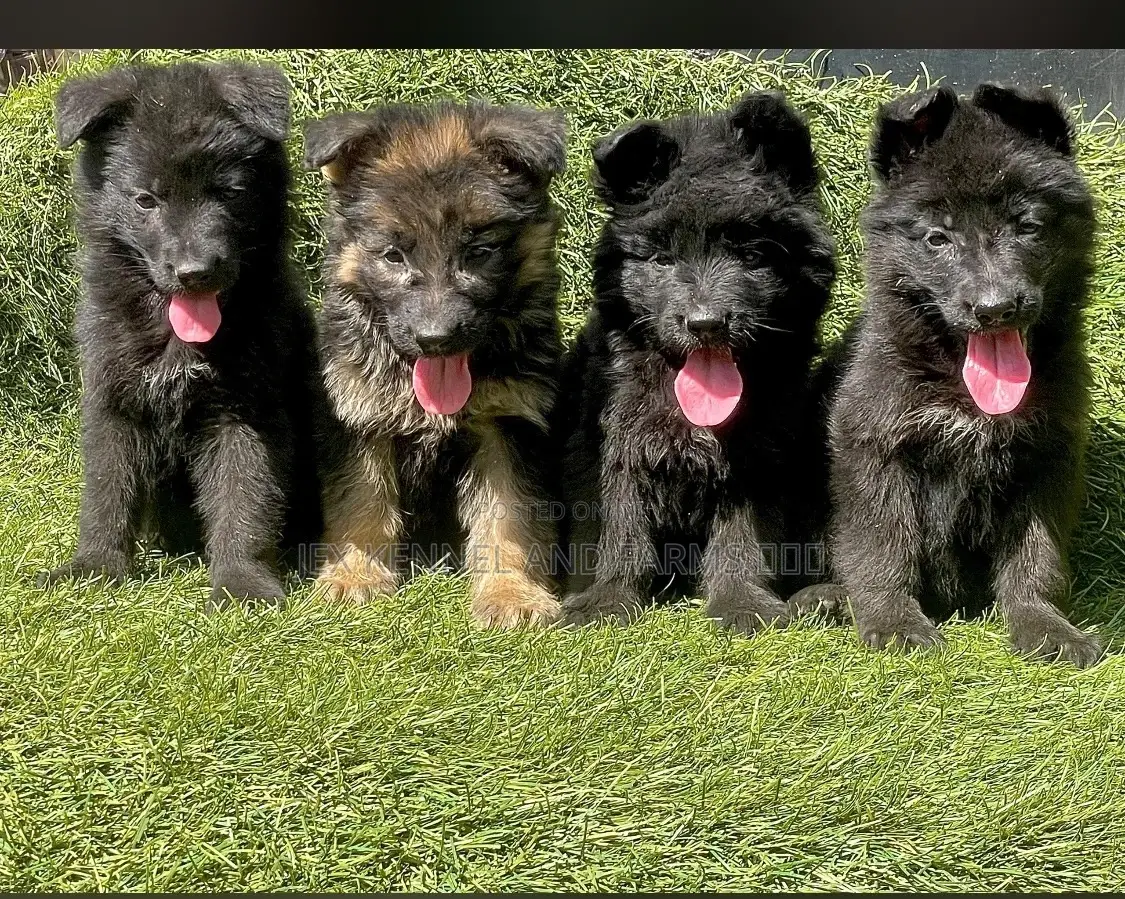 1-3 months Female Purebred German Shepherd