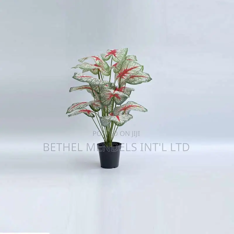 Bulk Sales of Small Plants for Indoor Decorations