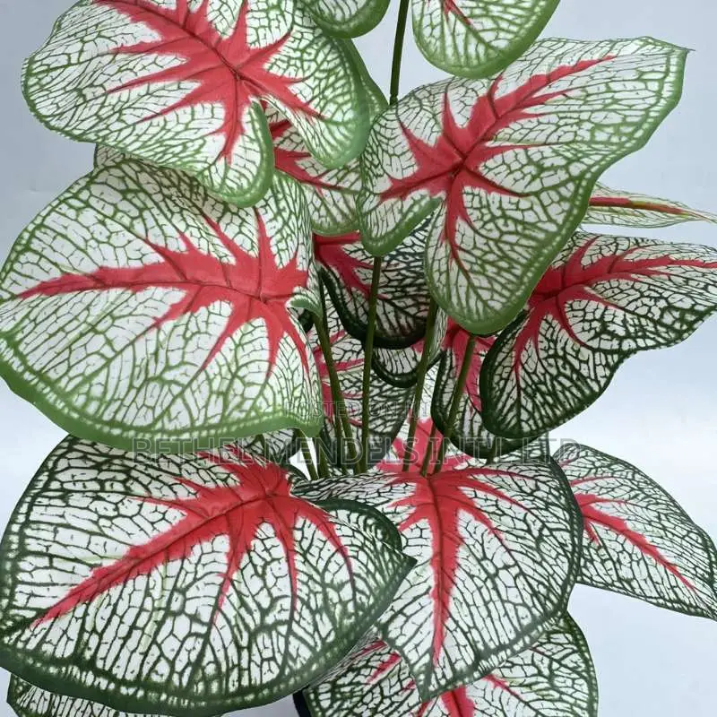 Bulk Sales of Small Plants for Indoor Decorations