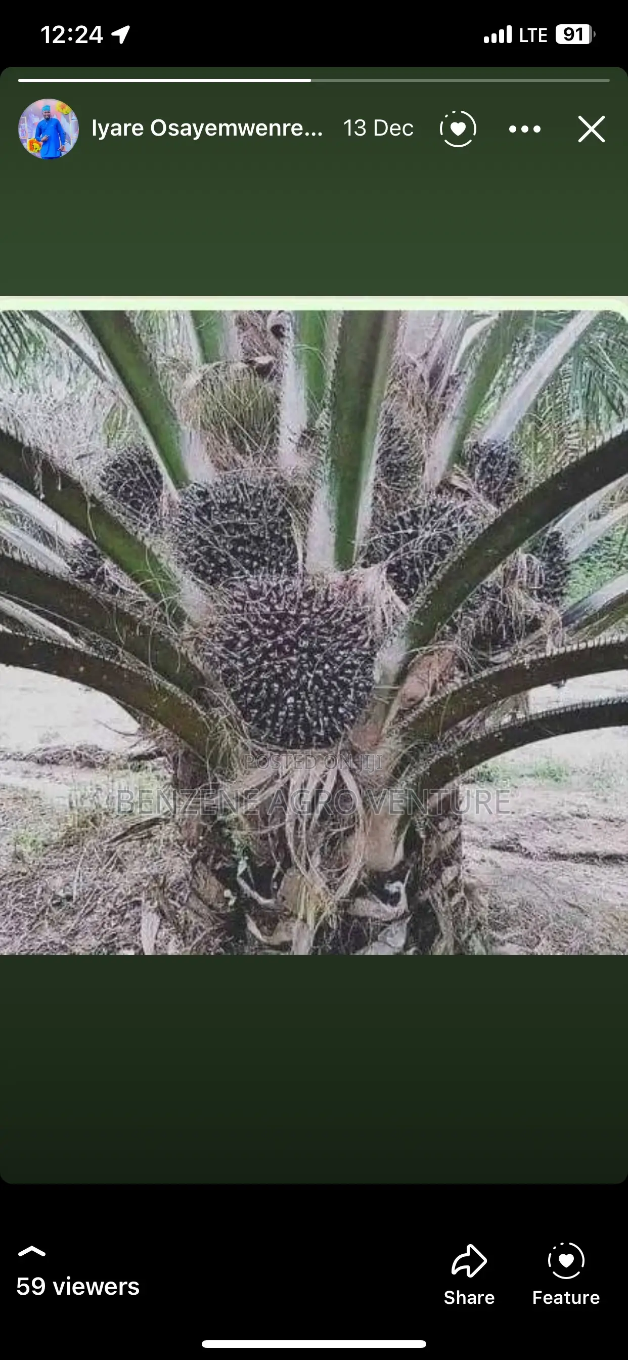 Malaysia Supergene Palm