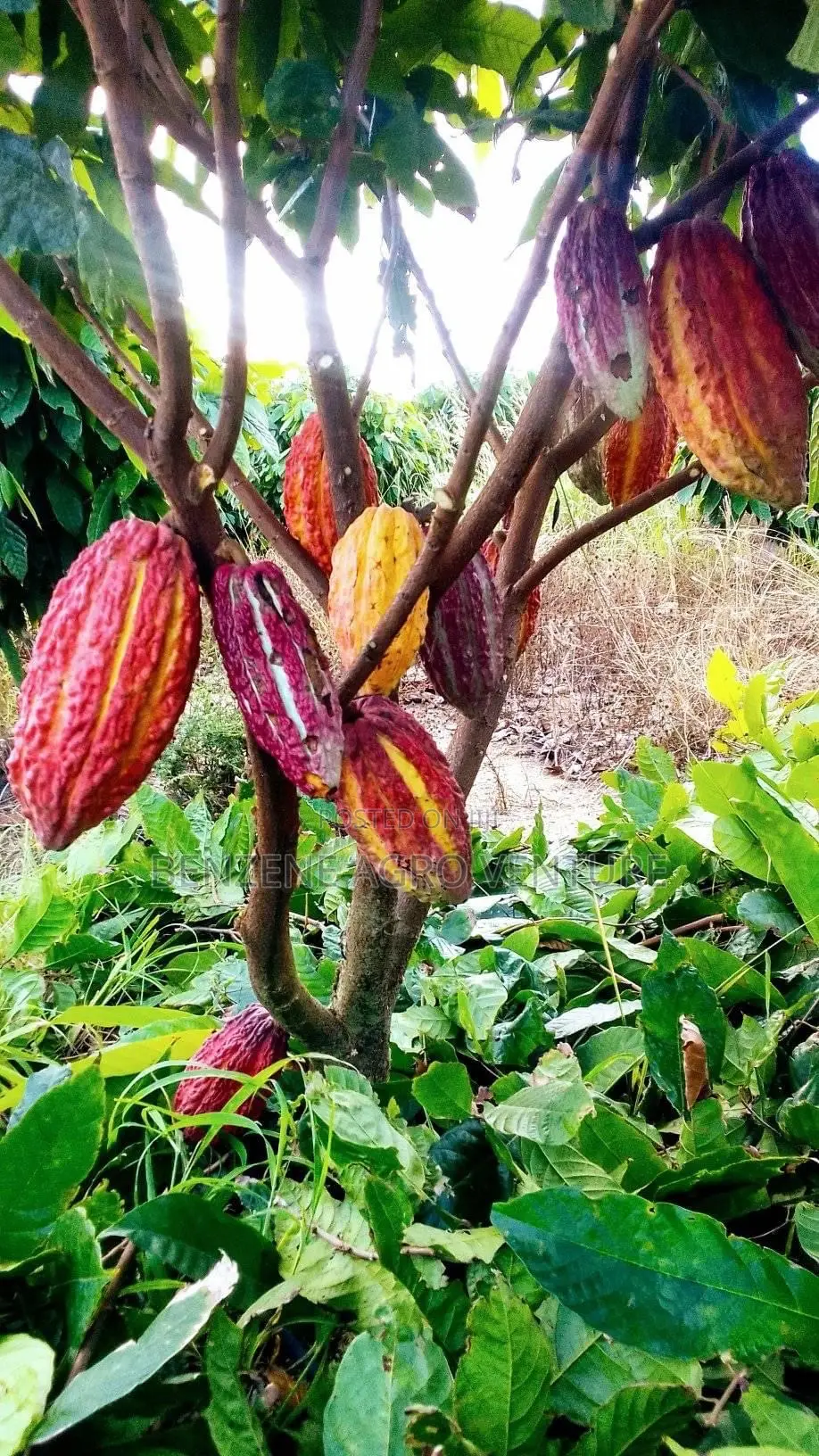 Hybrid Ghana Dwarf Cocoa Seedling