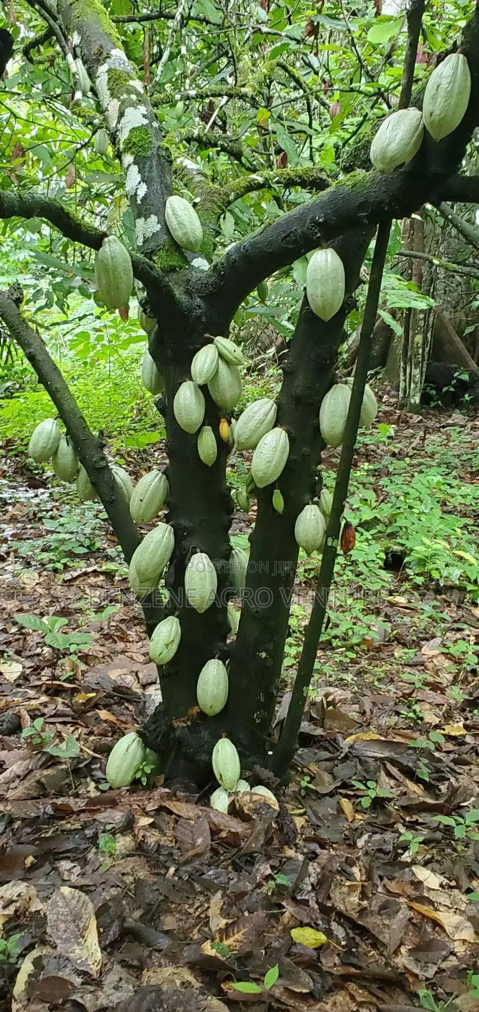 Hybrid Ghana Dwarf Cocoa Seedling