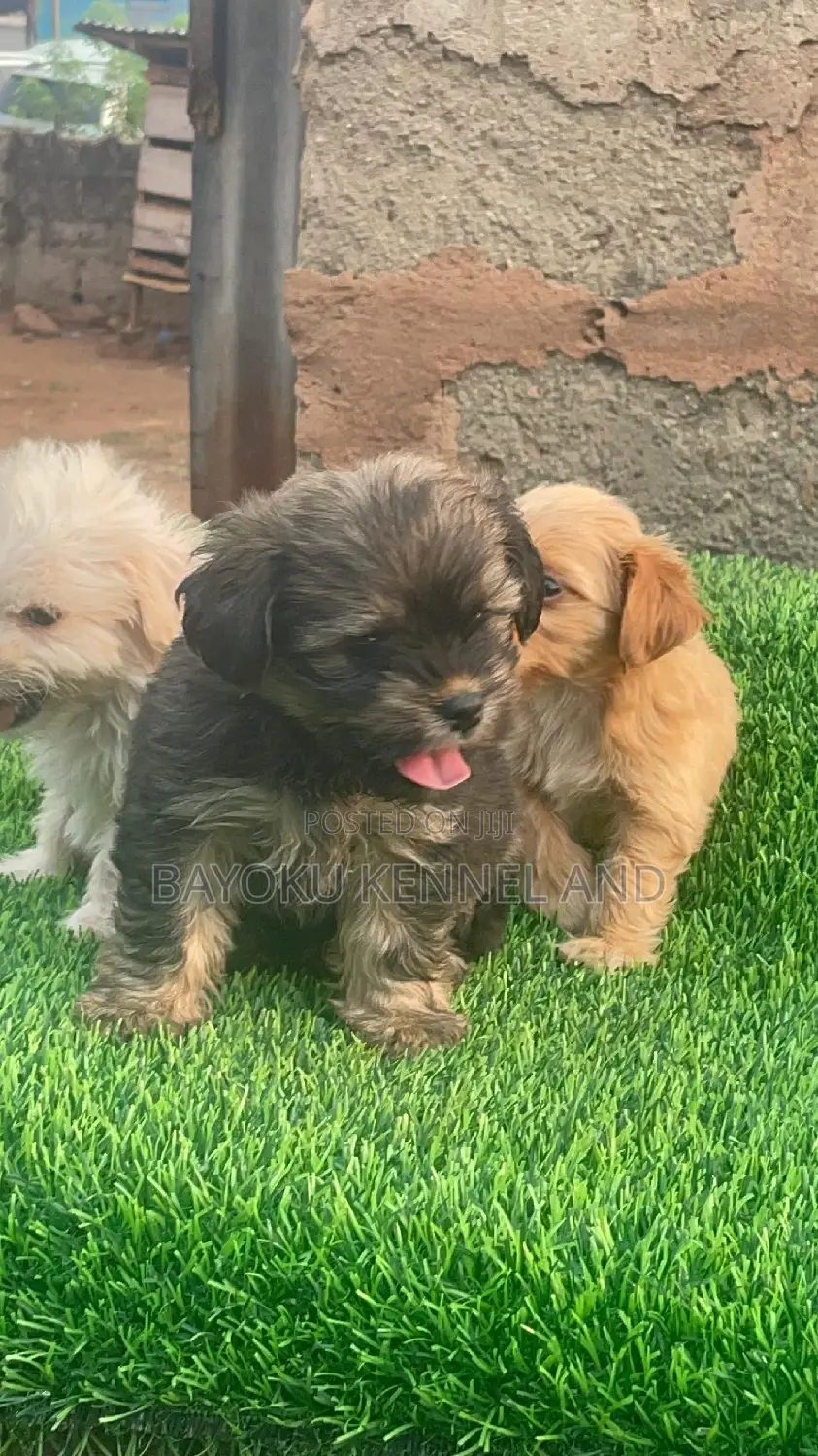 1-3 months Female Purebred Lhasa Apso