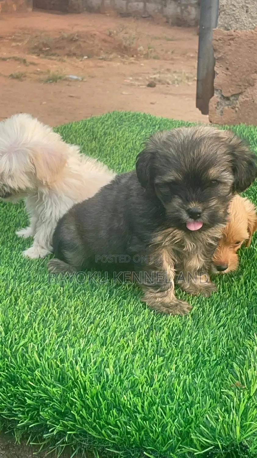 1-3 months Female Purebred Lhasa Apso