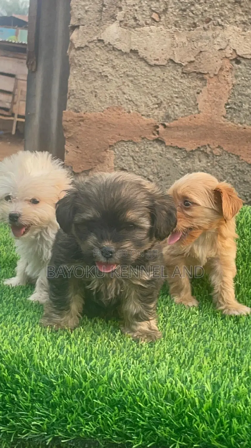 1-3 months Female Purebred Lhasa Apso
