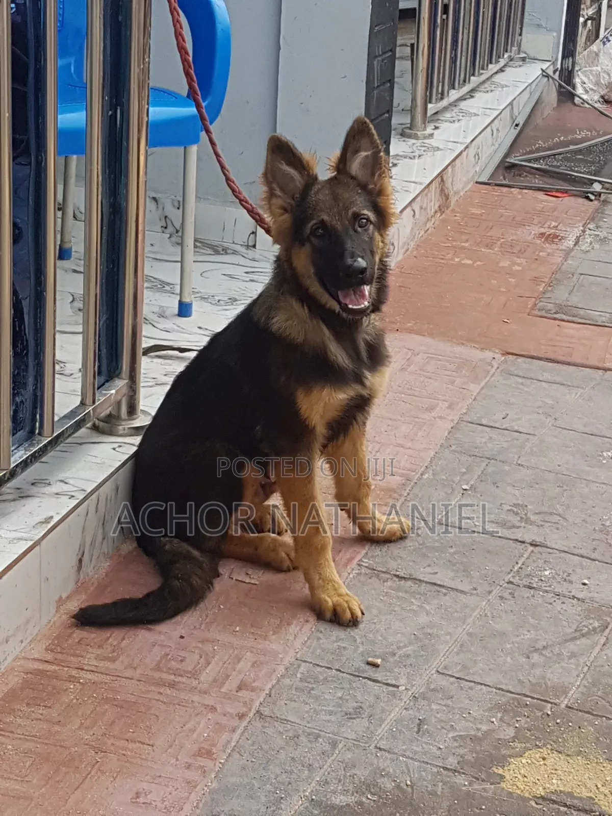 3-6 months Male Purebred German Shepherd