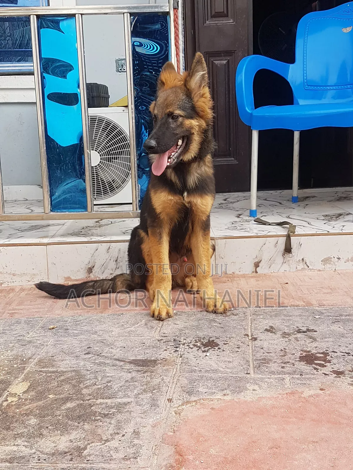 3-6 months Male Purebred German Shepherd