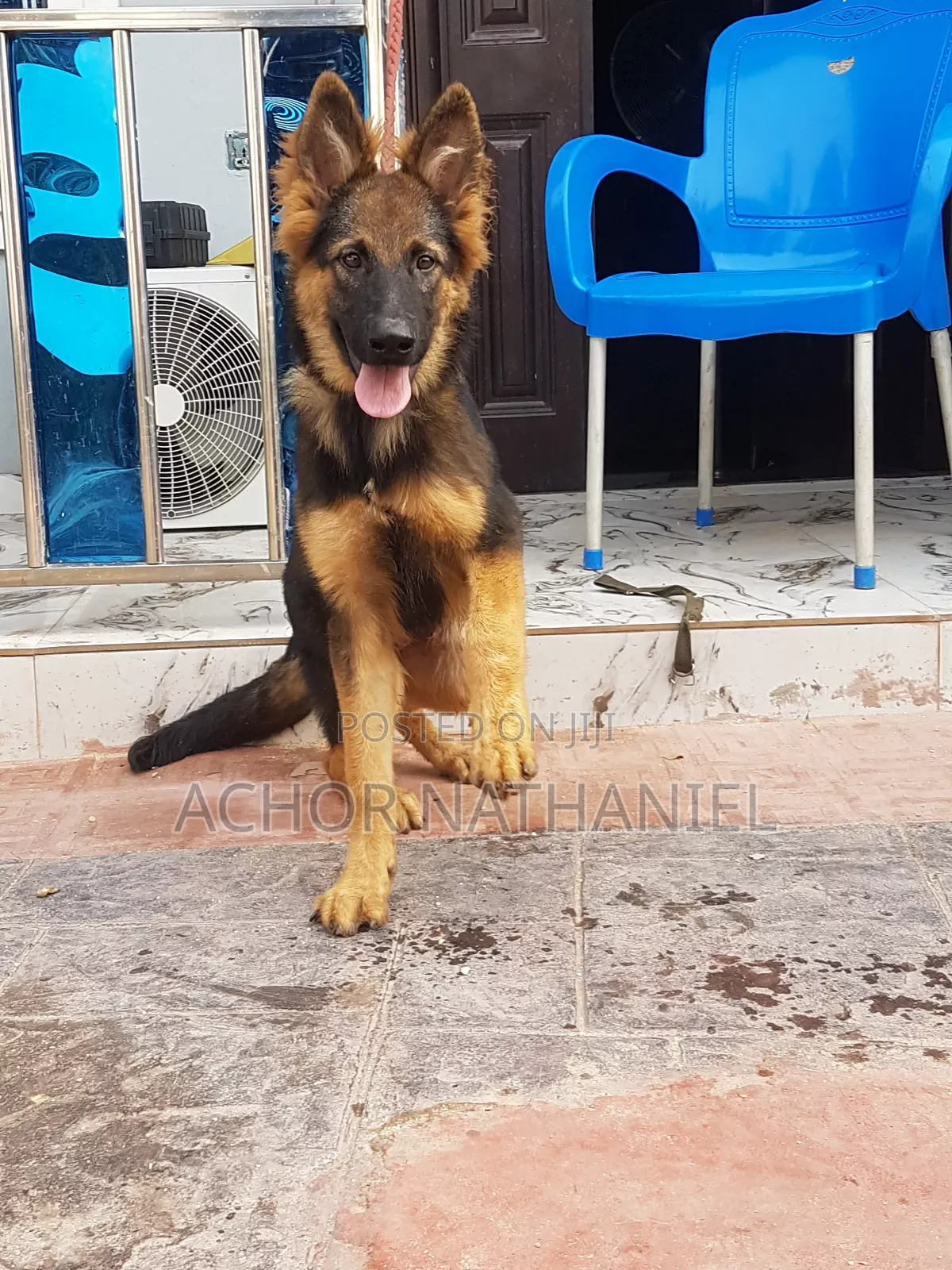 3-6 months Male Purebred German Shepherd