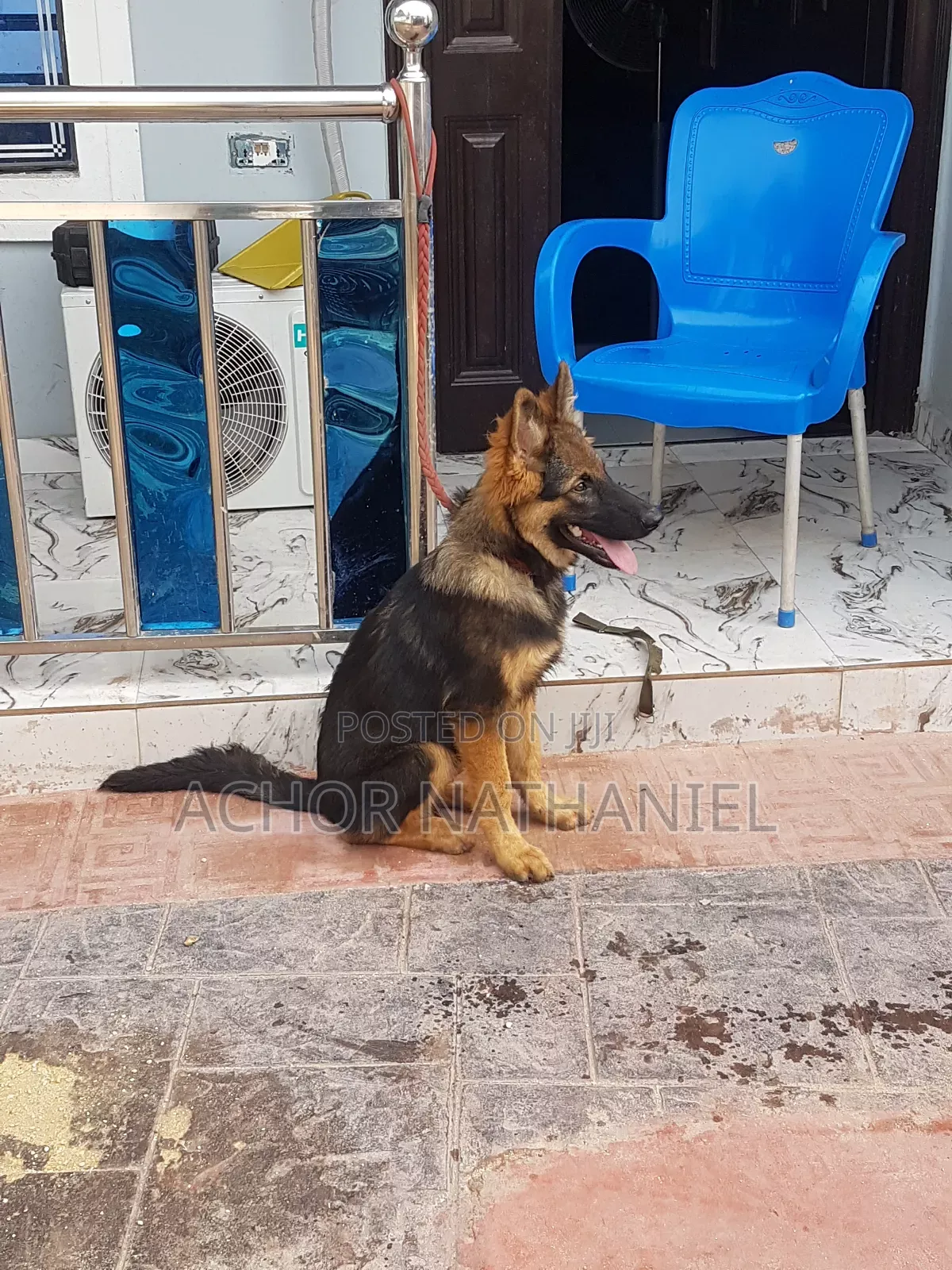 3-6 months Male Purebred German Shepherd