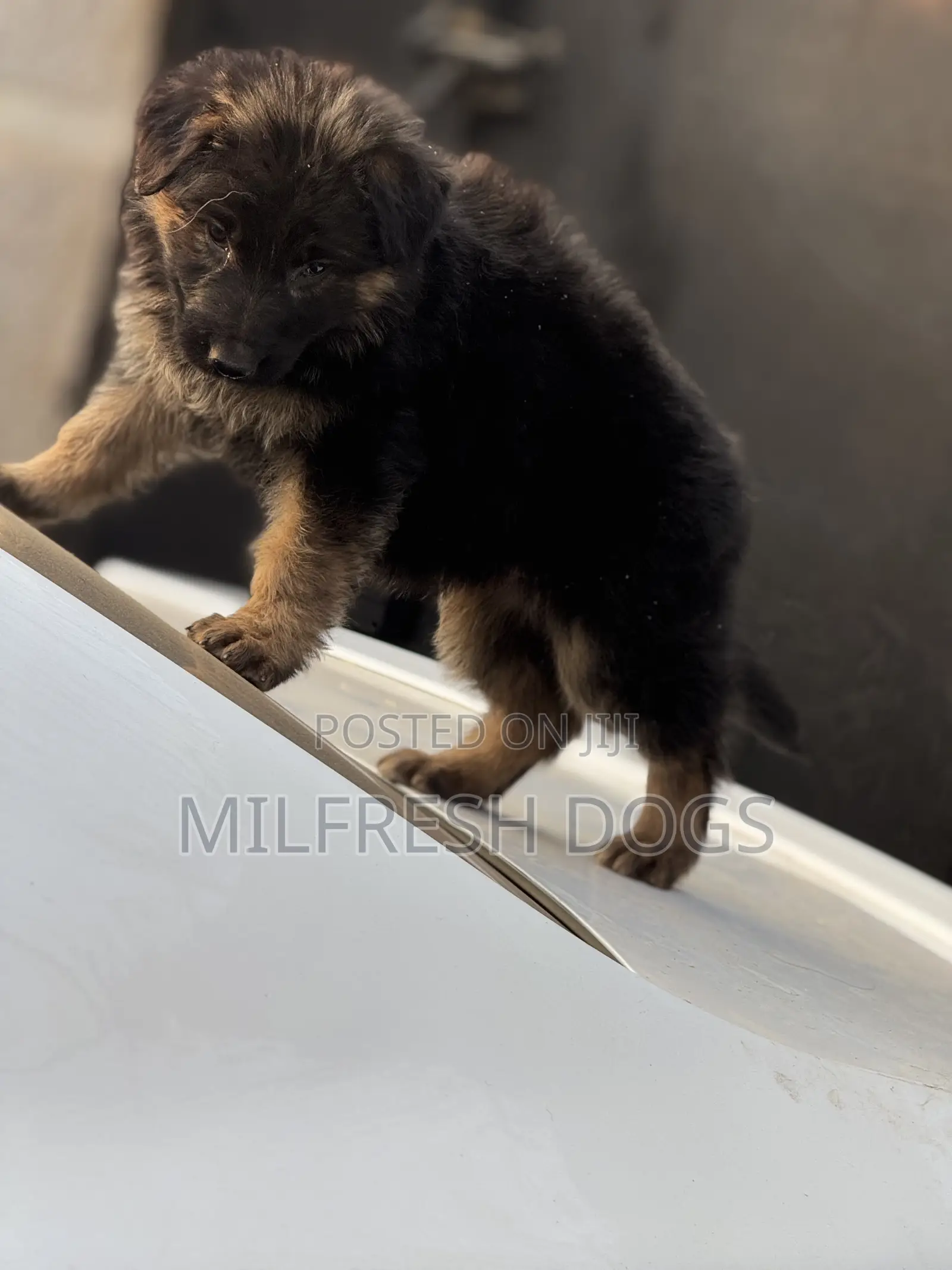 1-3 months Female Purebred German Shepherd