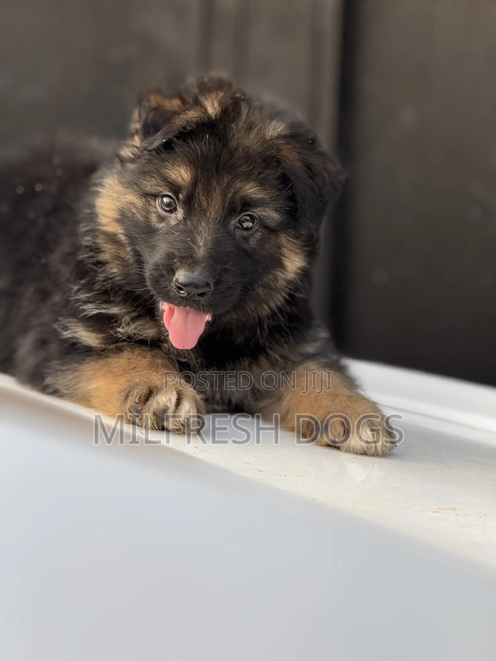 1-3 months Female Purebred German Shepherd