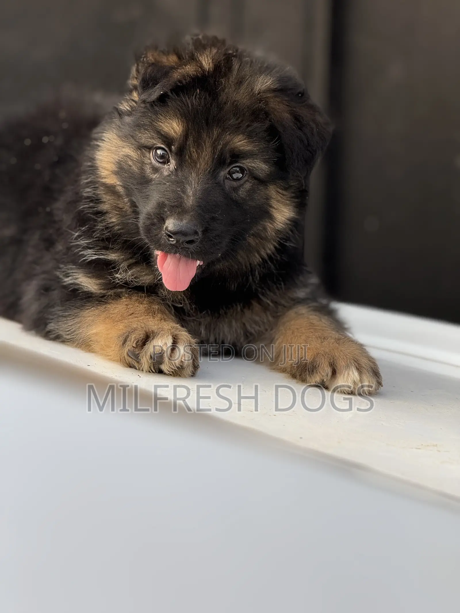 1-3 months Female Purebred German Shepherd