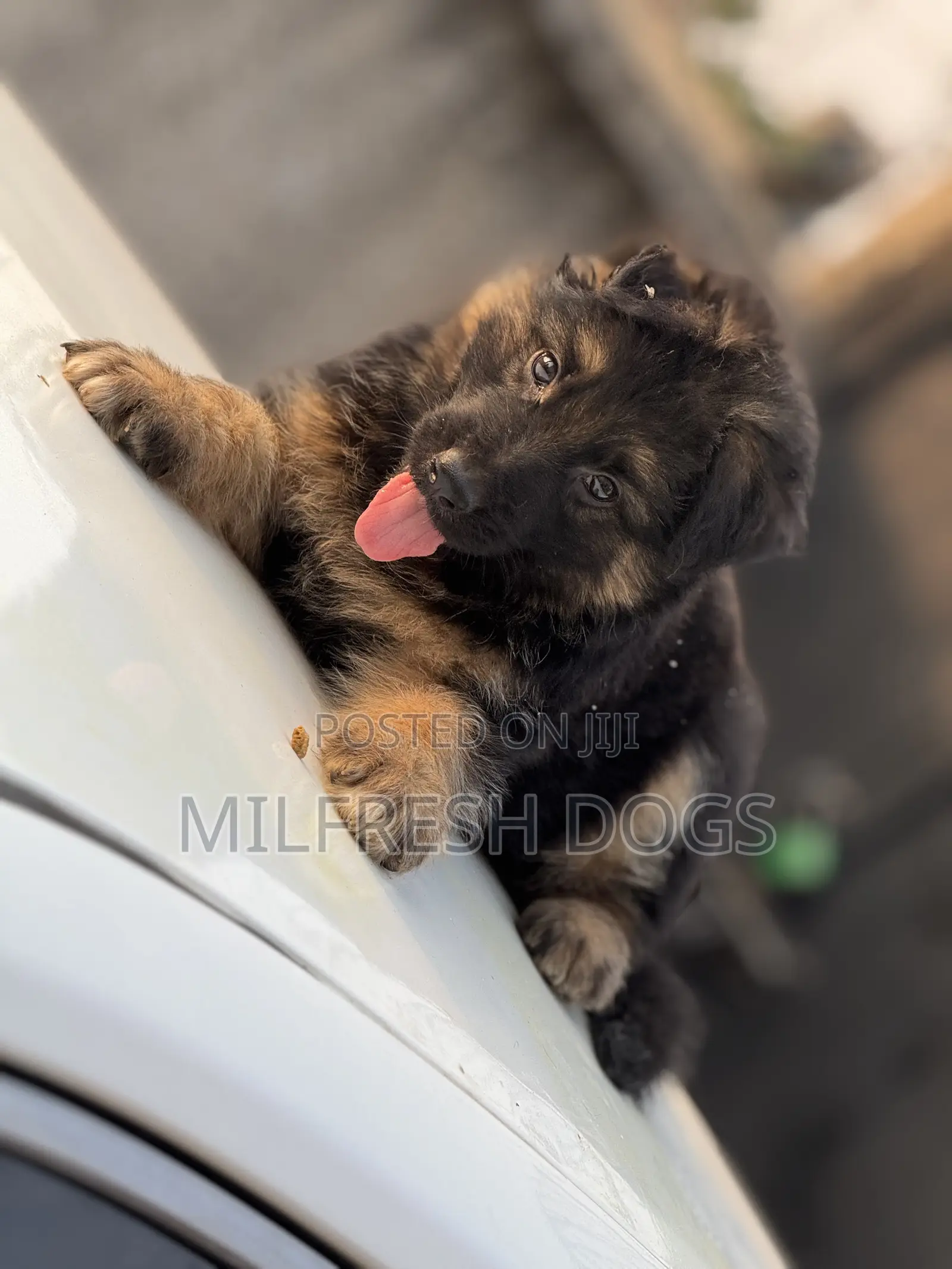 1-3 months Female Purebred German Shepherd