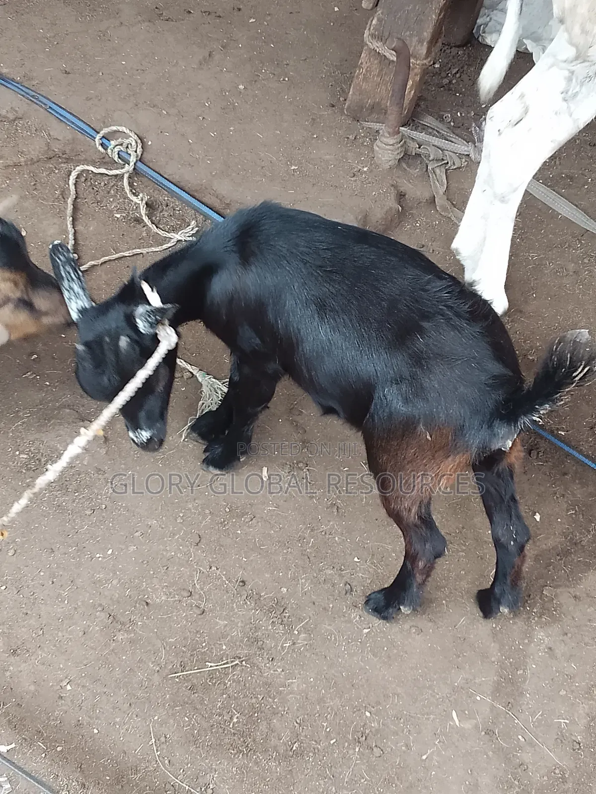 Female Goat