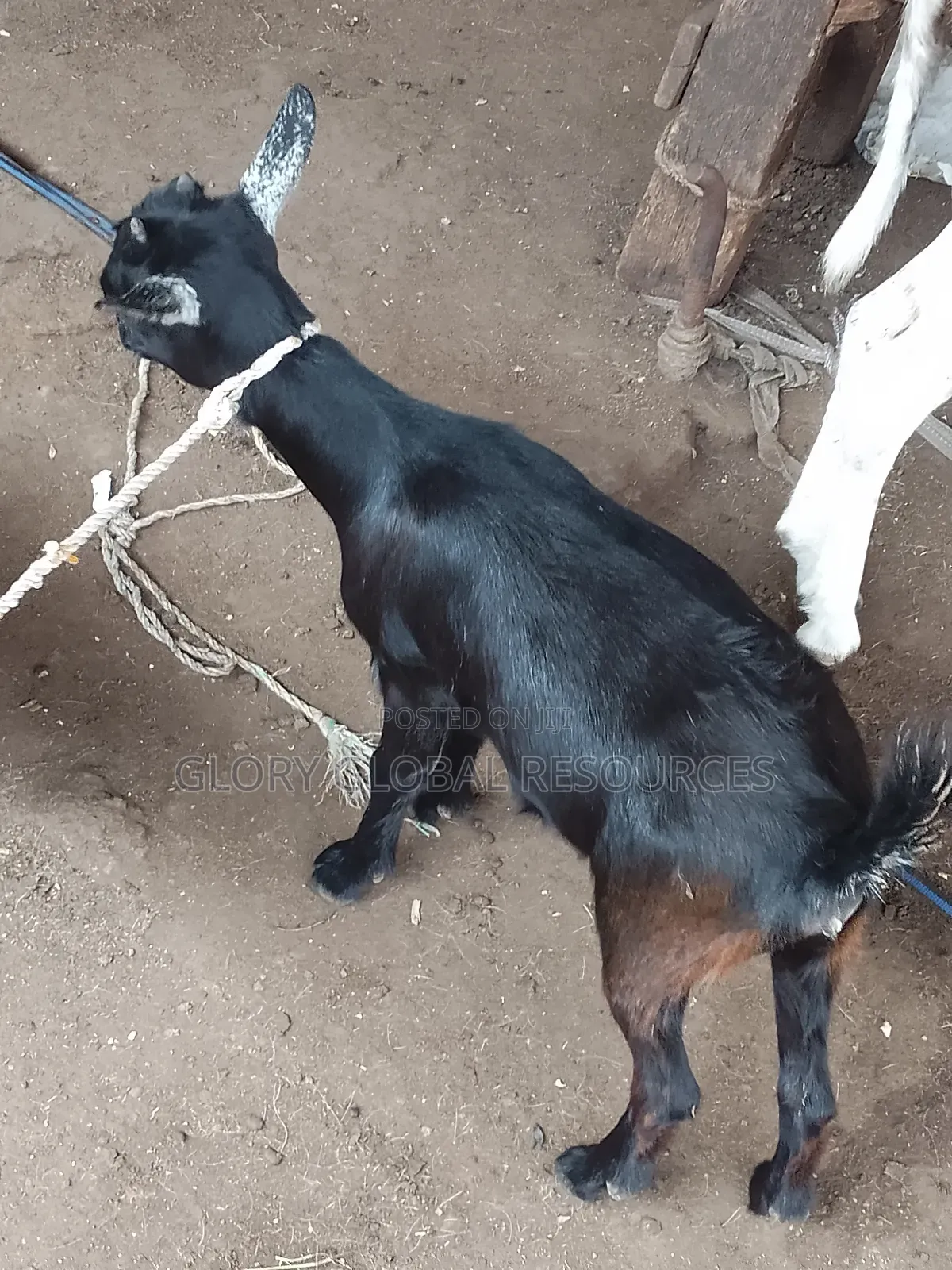 Female Goat