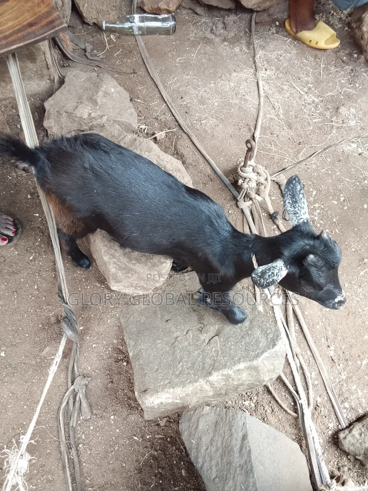 Healthy Female Goat