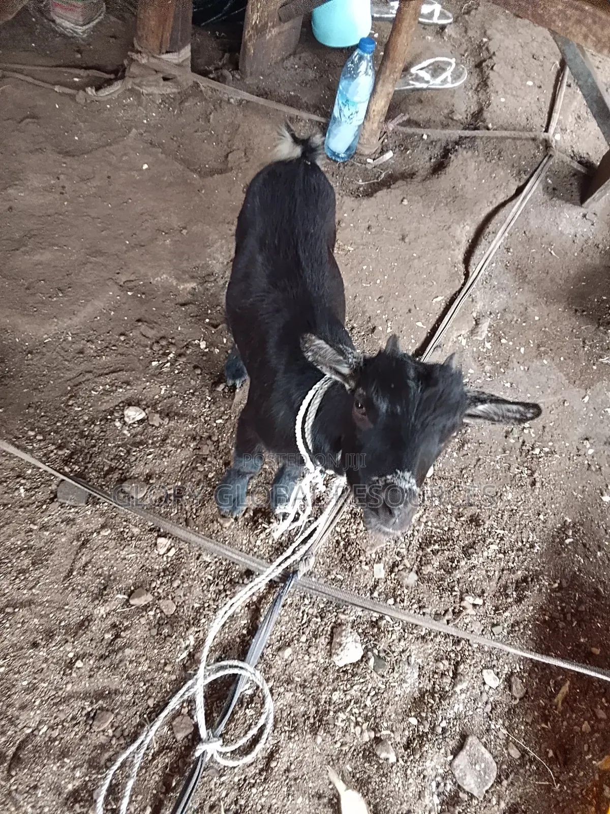 Well Grown Goat Female