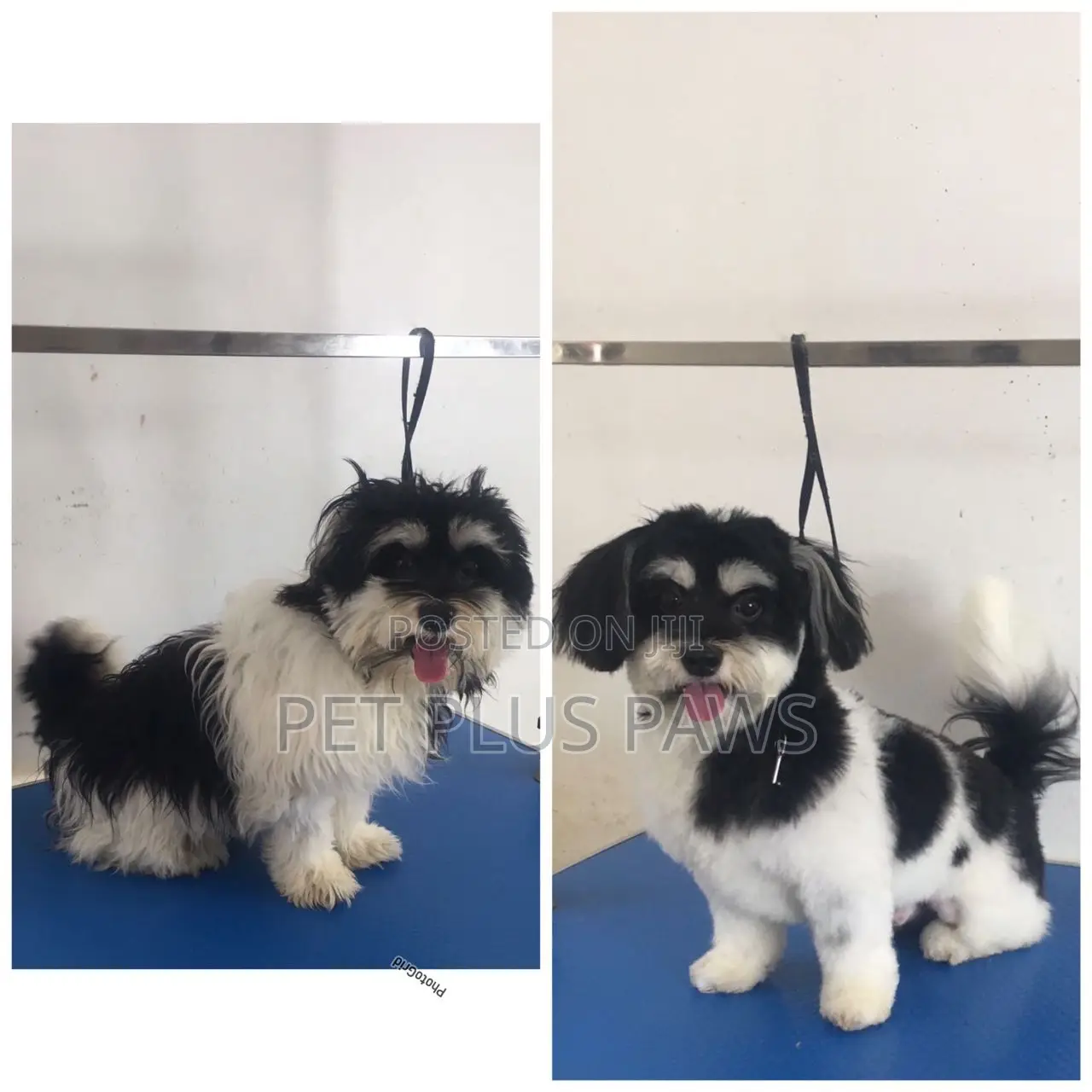 Home Service Pet Grooming