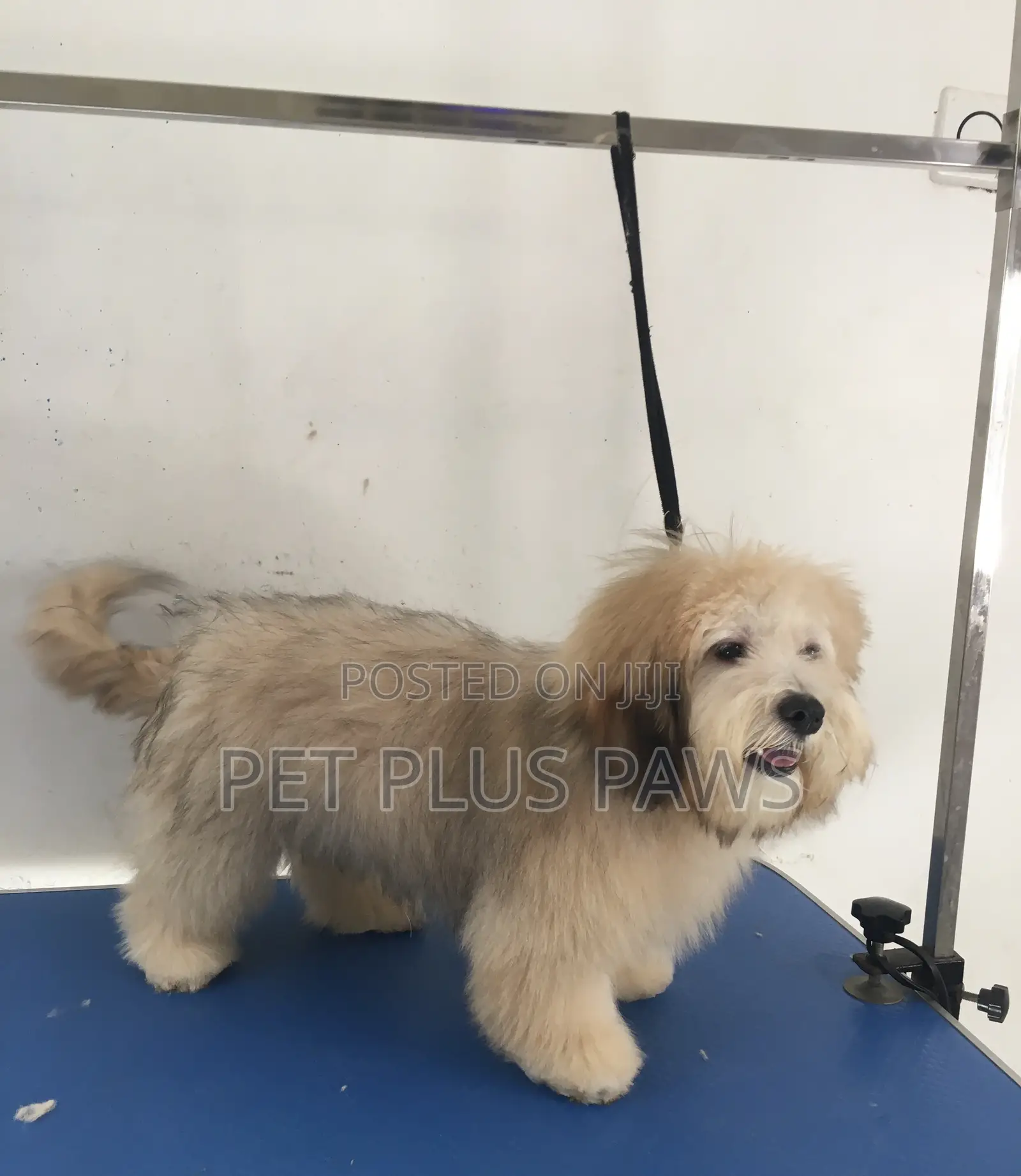 Home Service Pet Grooming