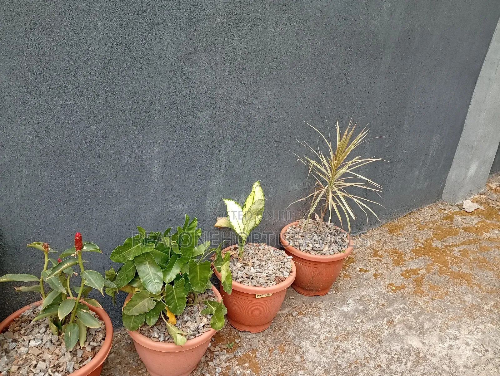 Stunning Potted Plant for Office, School Residential Area