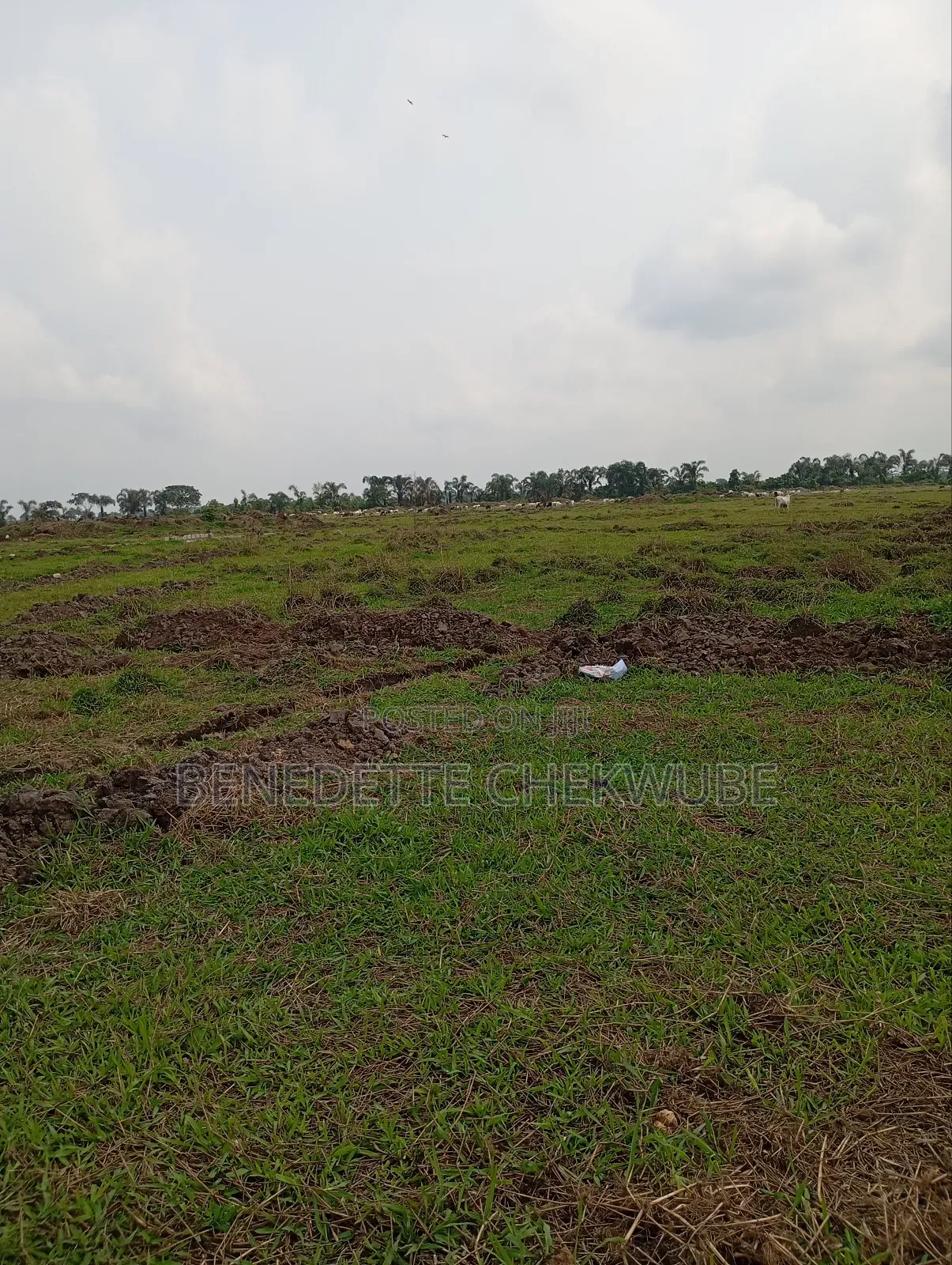 Four Plots of Land