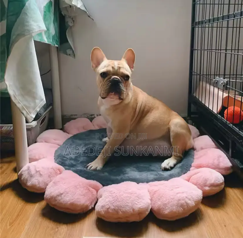 Indoor Dog Bed for Small Dog and Cats