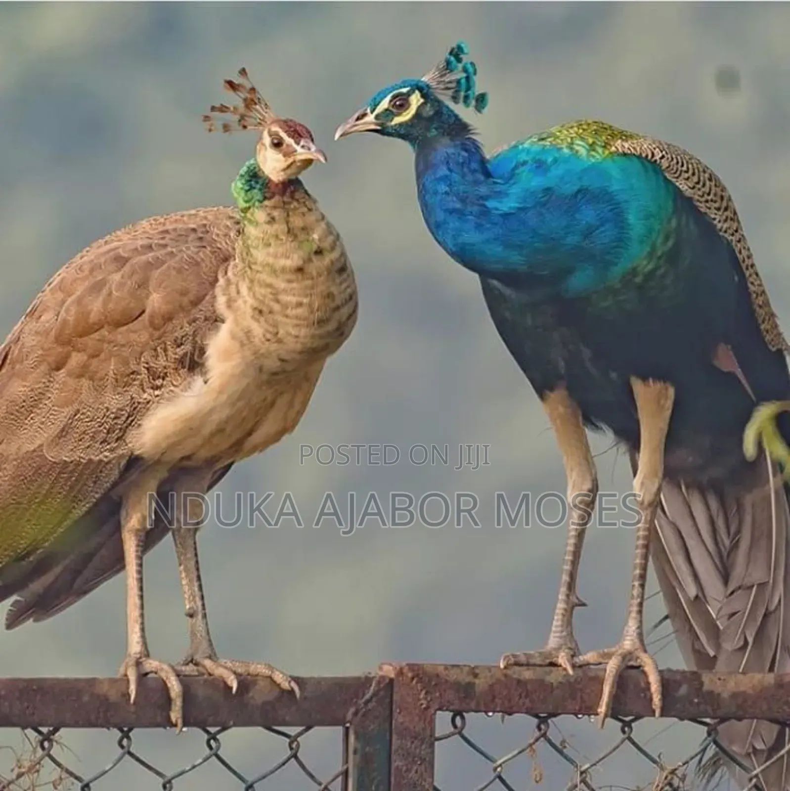 Male Peacock For Sale