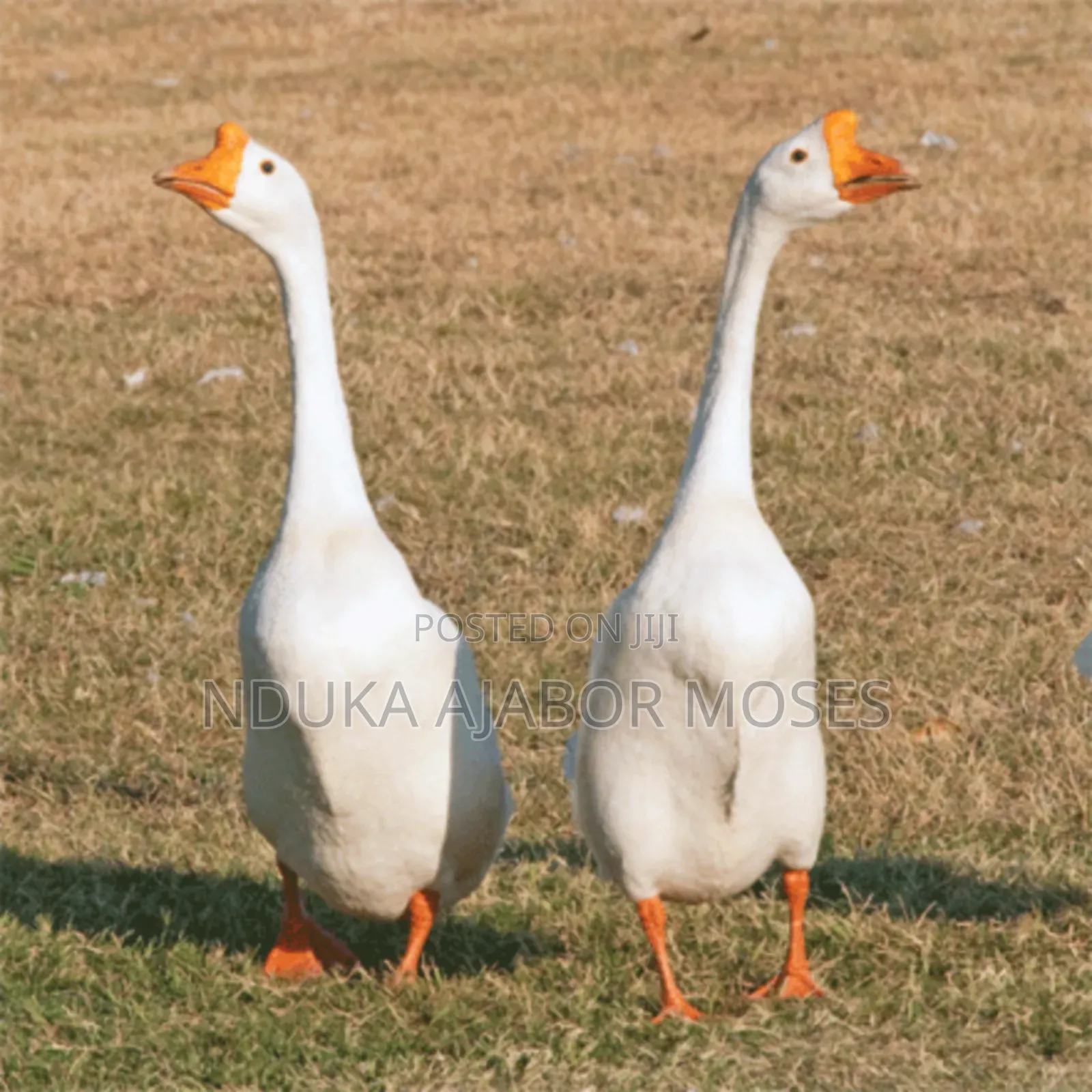 Goose Bird for Sale