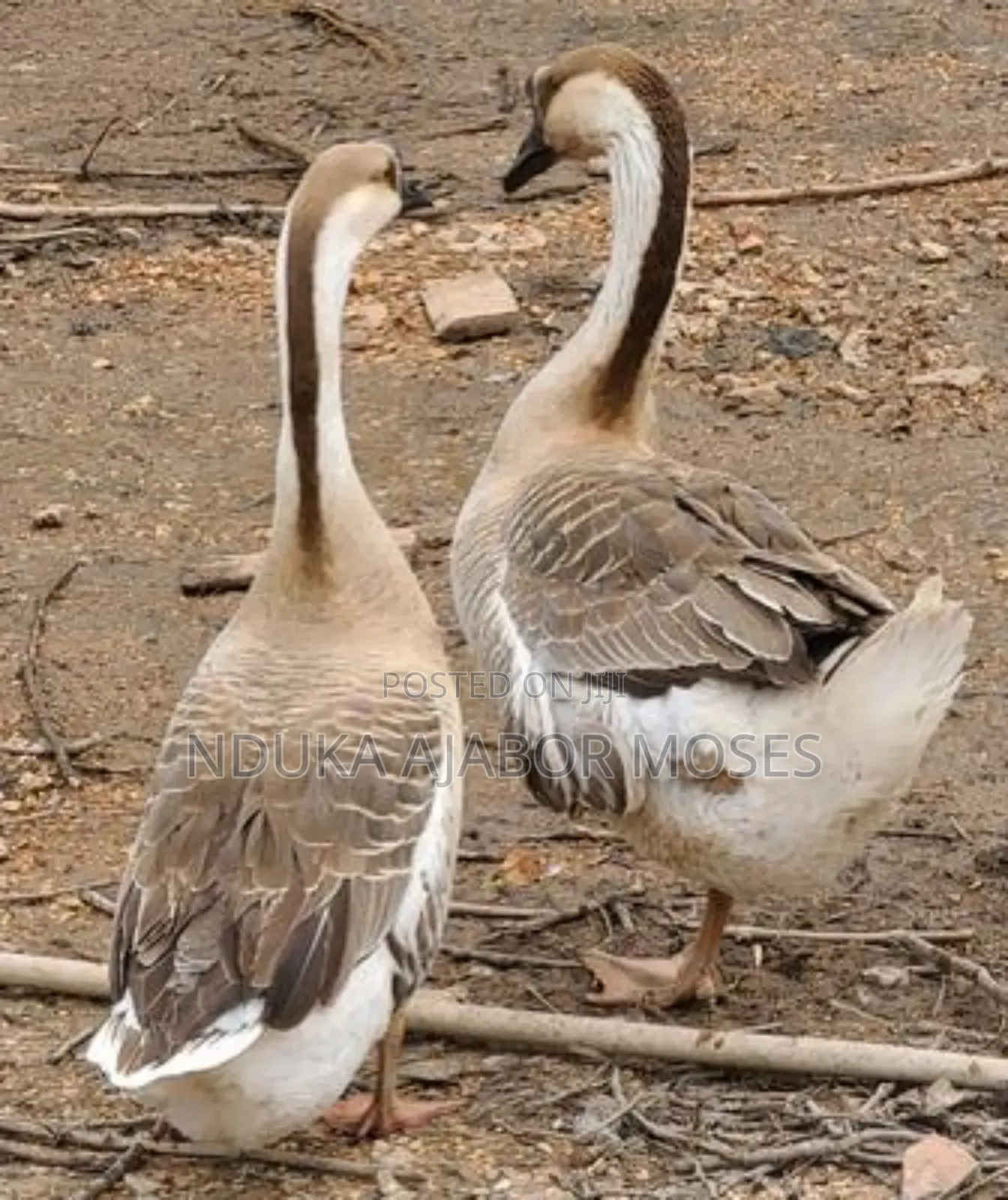 Goose Bird for Sale