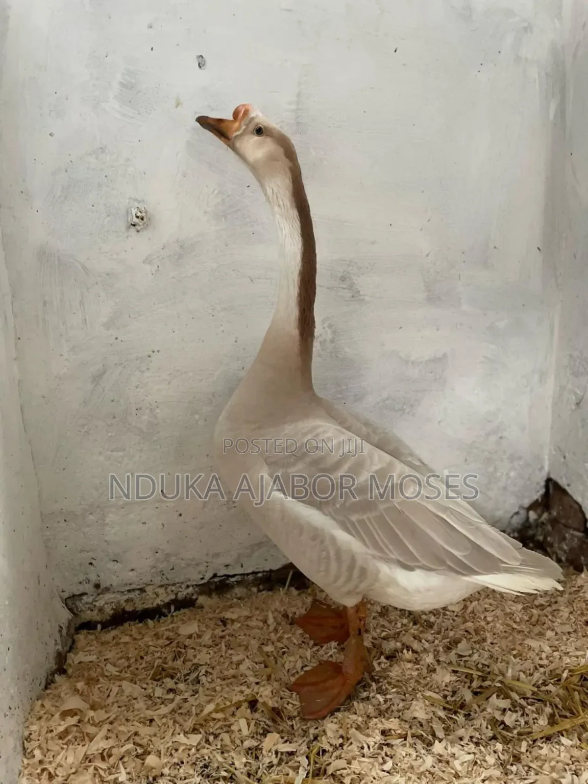 Geese Available for Sale