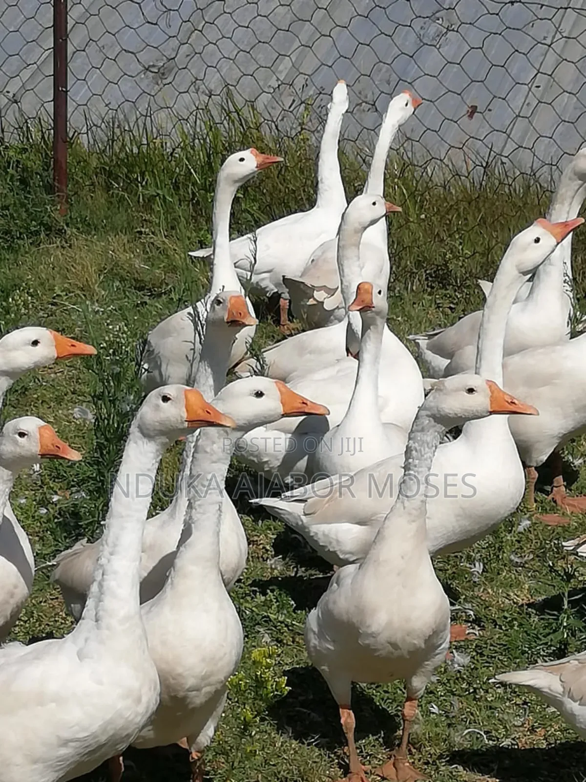 Geese Available for Sale