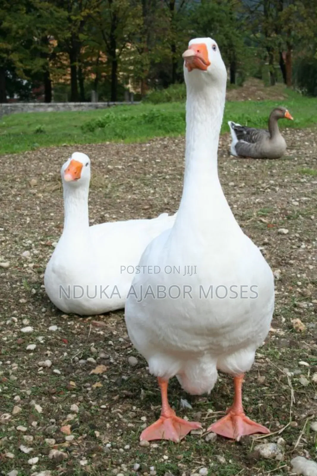 Geese Available for Sale