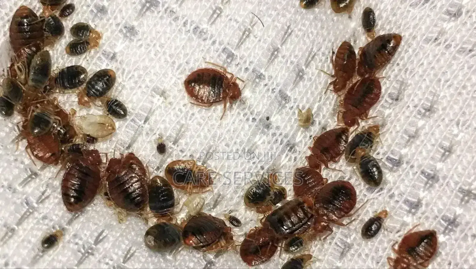 Call Us to Get Rid of Bedbugs