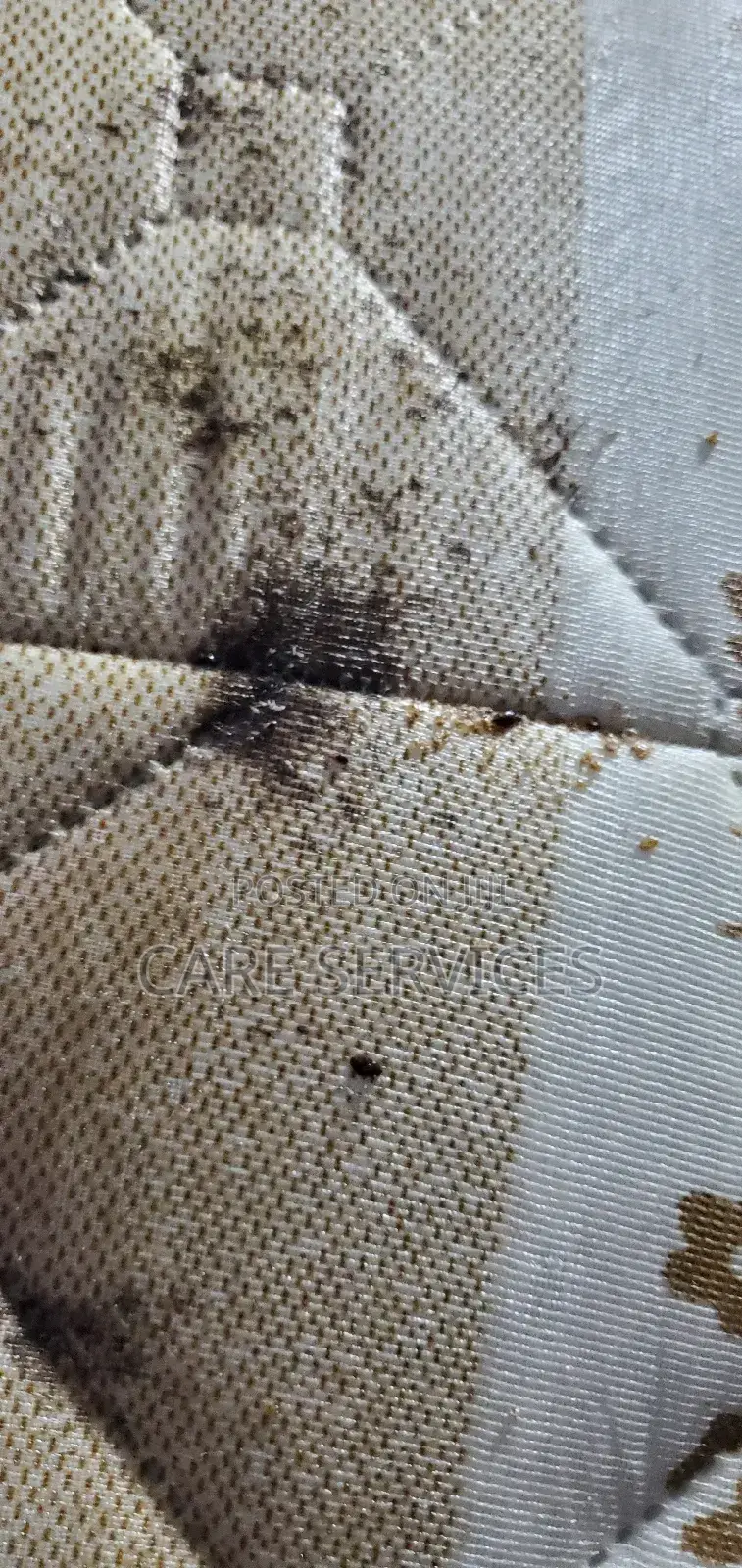 Get Ride of Bedbugs, Expert Fumigation