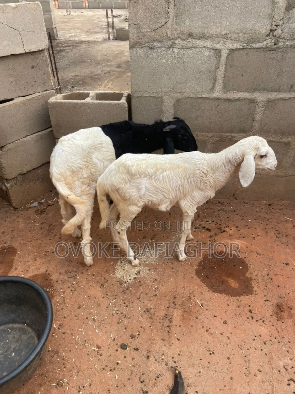 High-breed Sheep And Ram