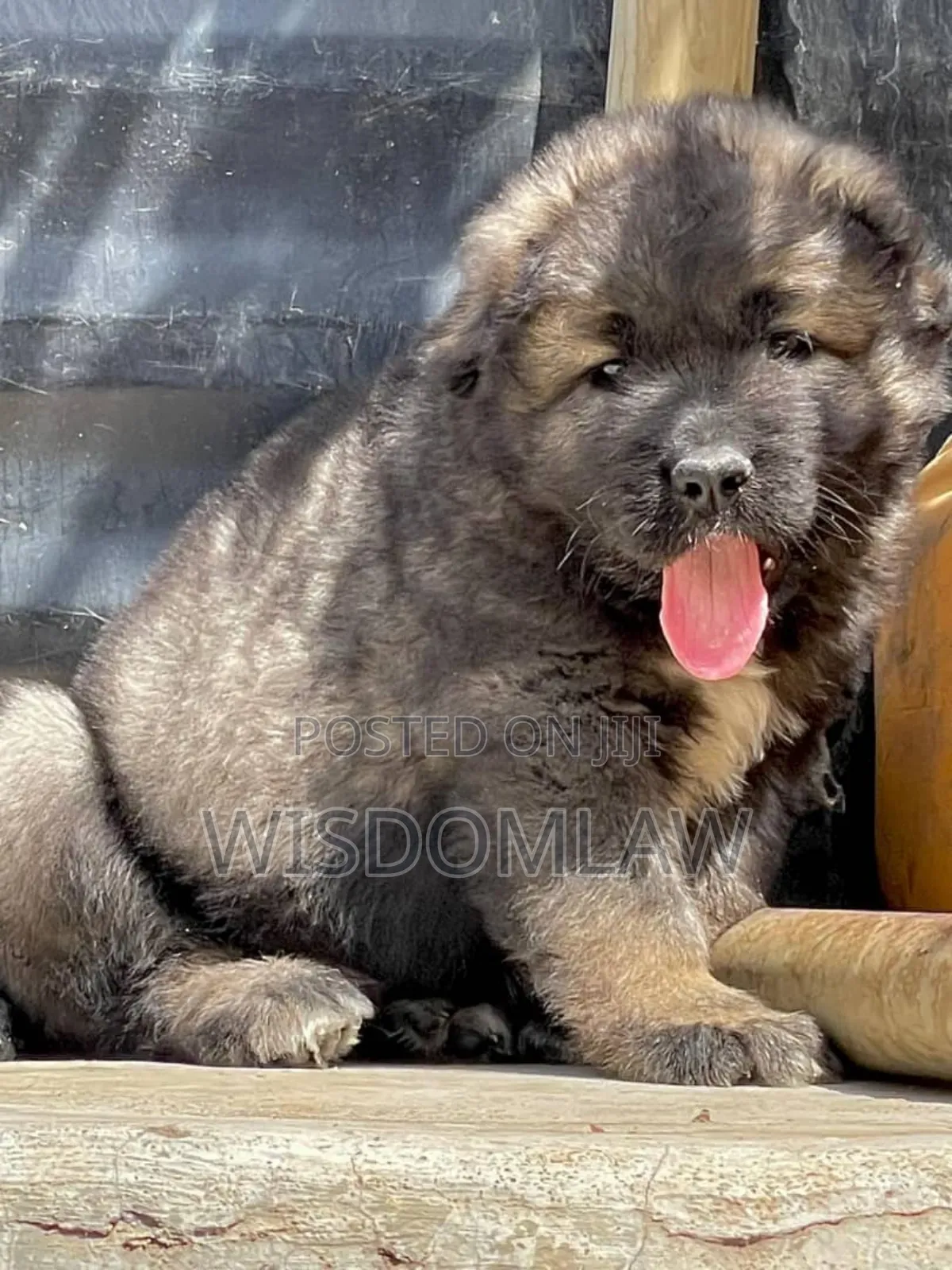 1-3 months Male Purebred Caucasian Shepherd