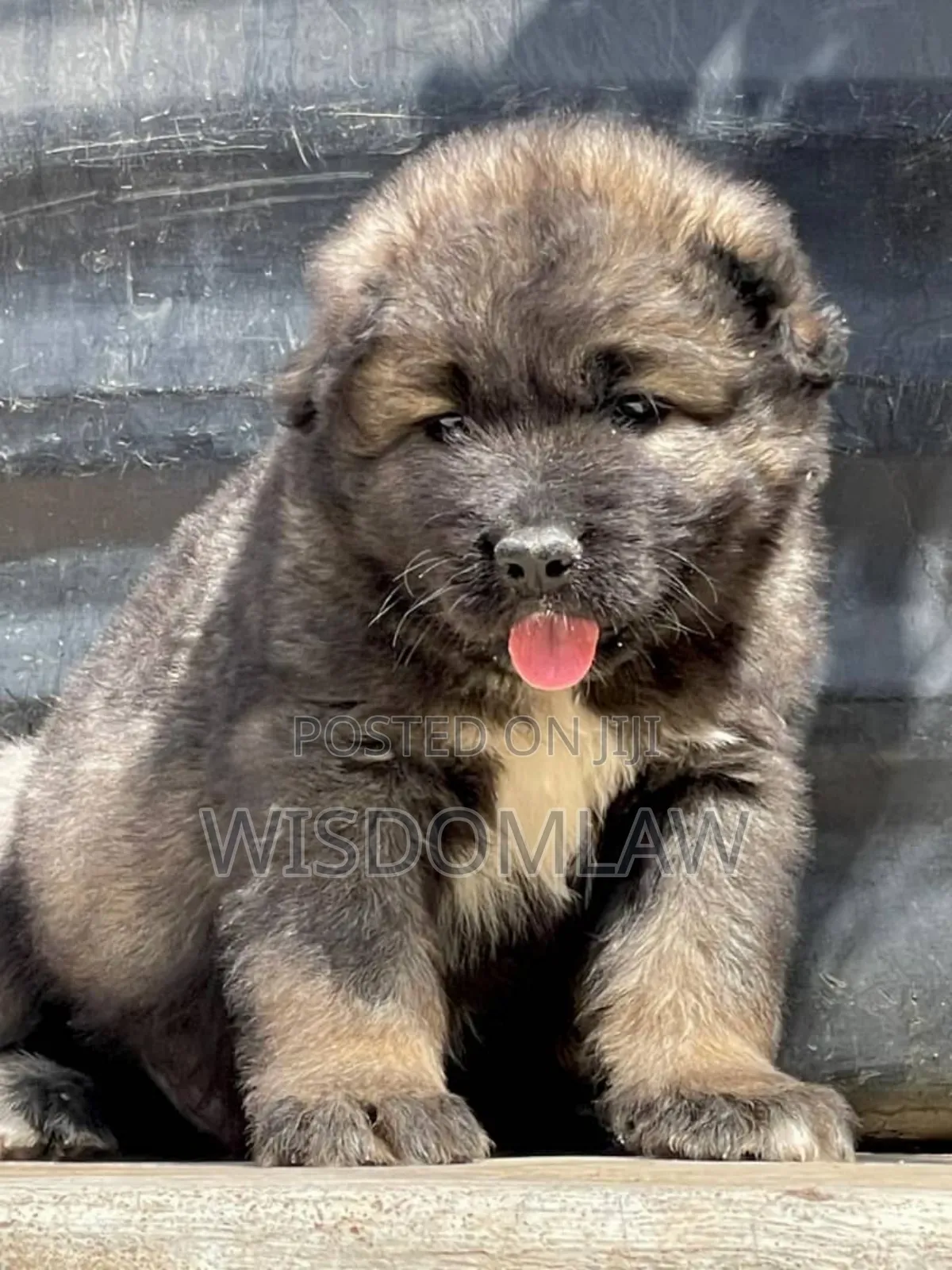 1-3 months Male Purebred Caucasian Shepherd