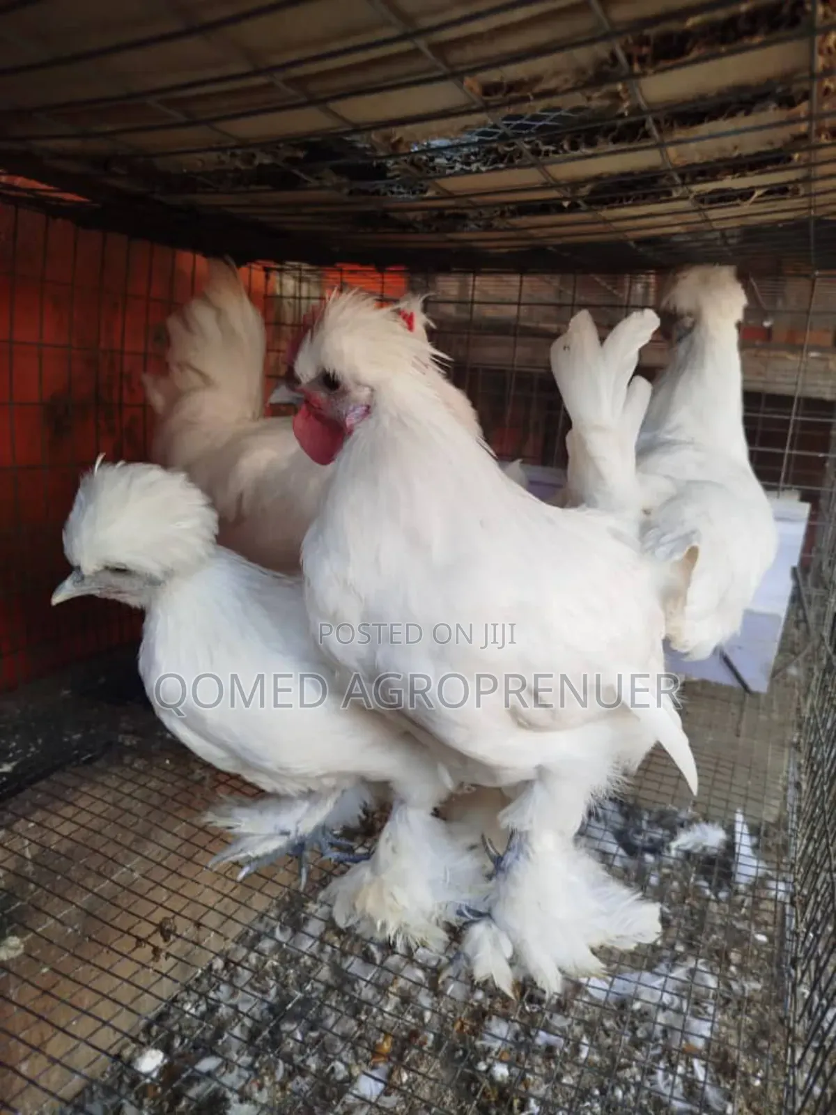 Exotic Chicken (Sultan, Silkie, Brahma, Polish, Frizzle, Naked Neck)